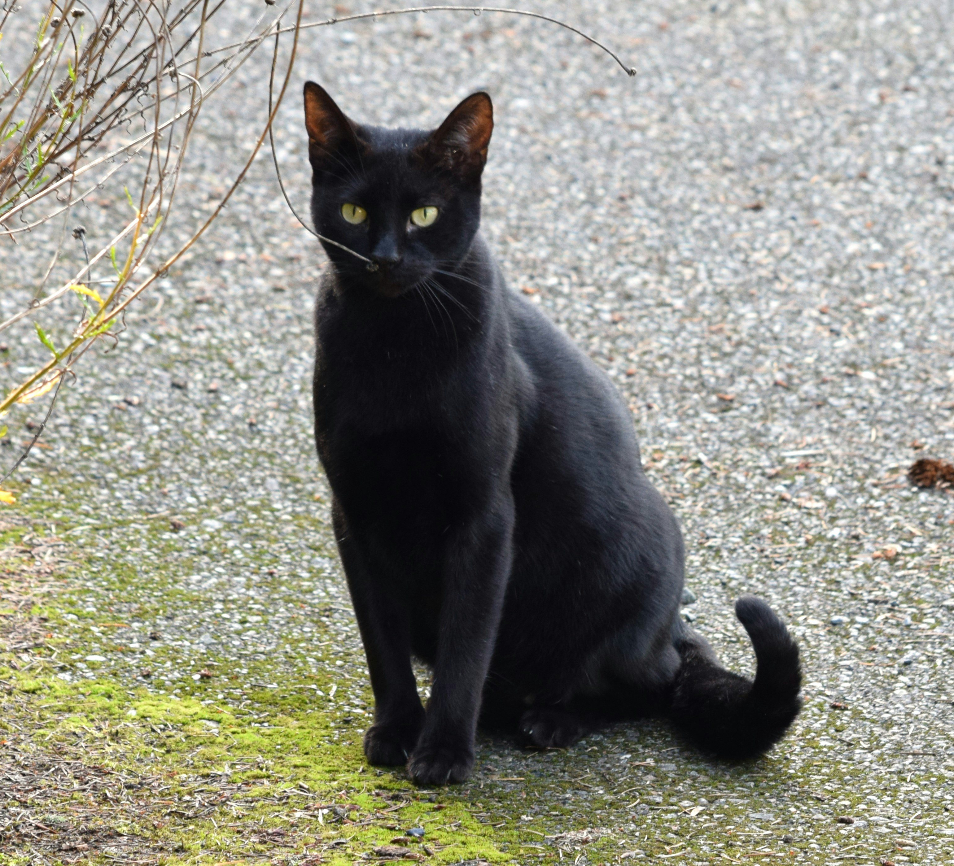 Health and Longevity: A Hardy Breed (image credits: unsplash)