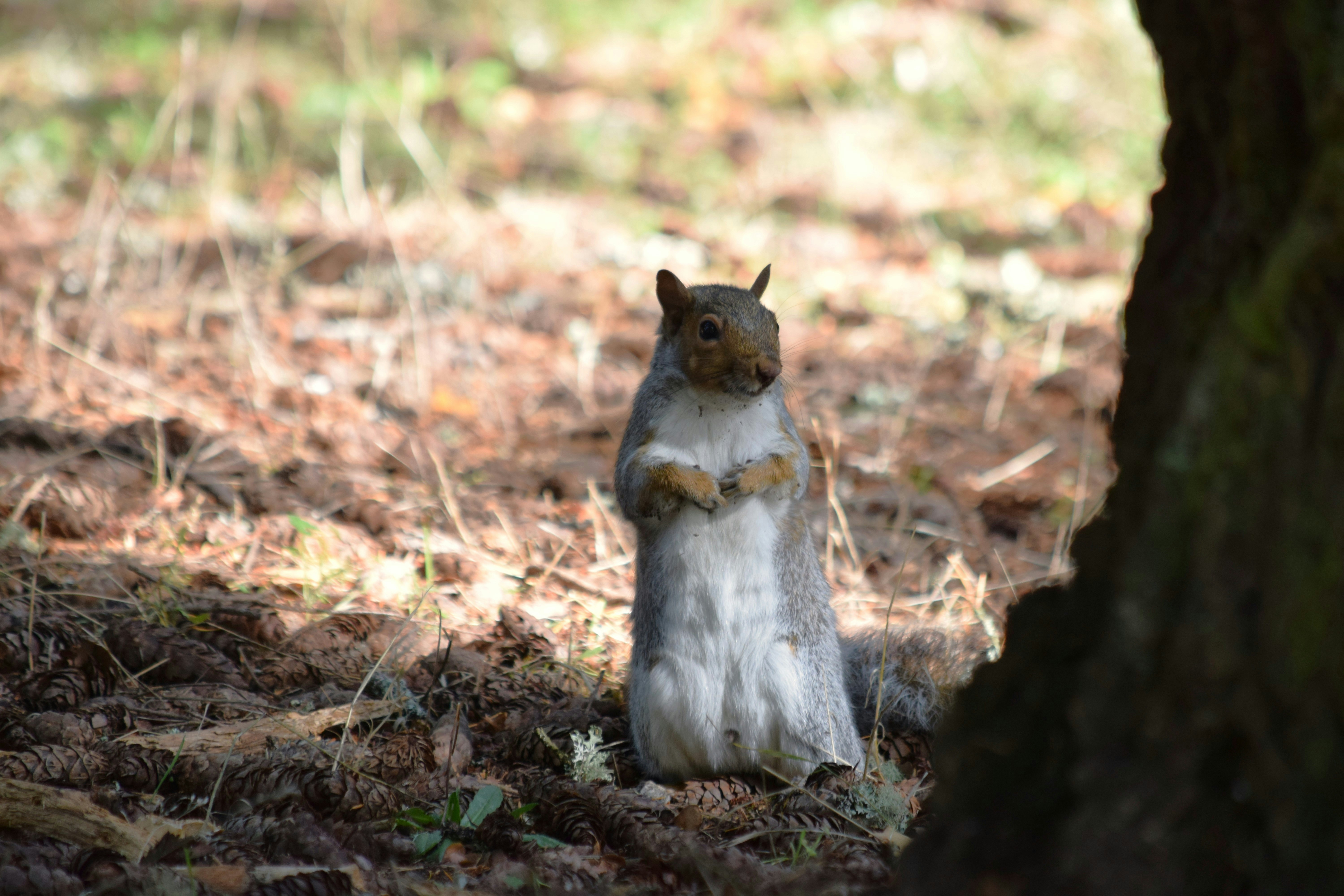 A squirrel standing on its hind legs next to a tree