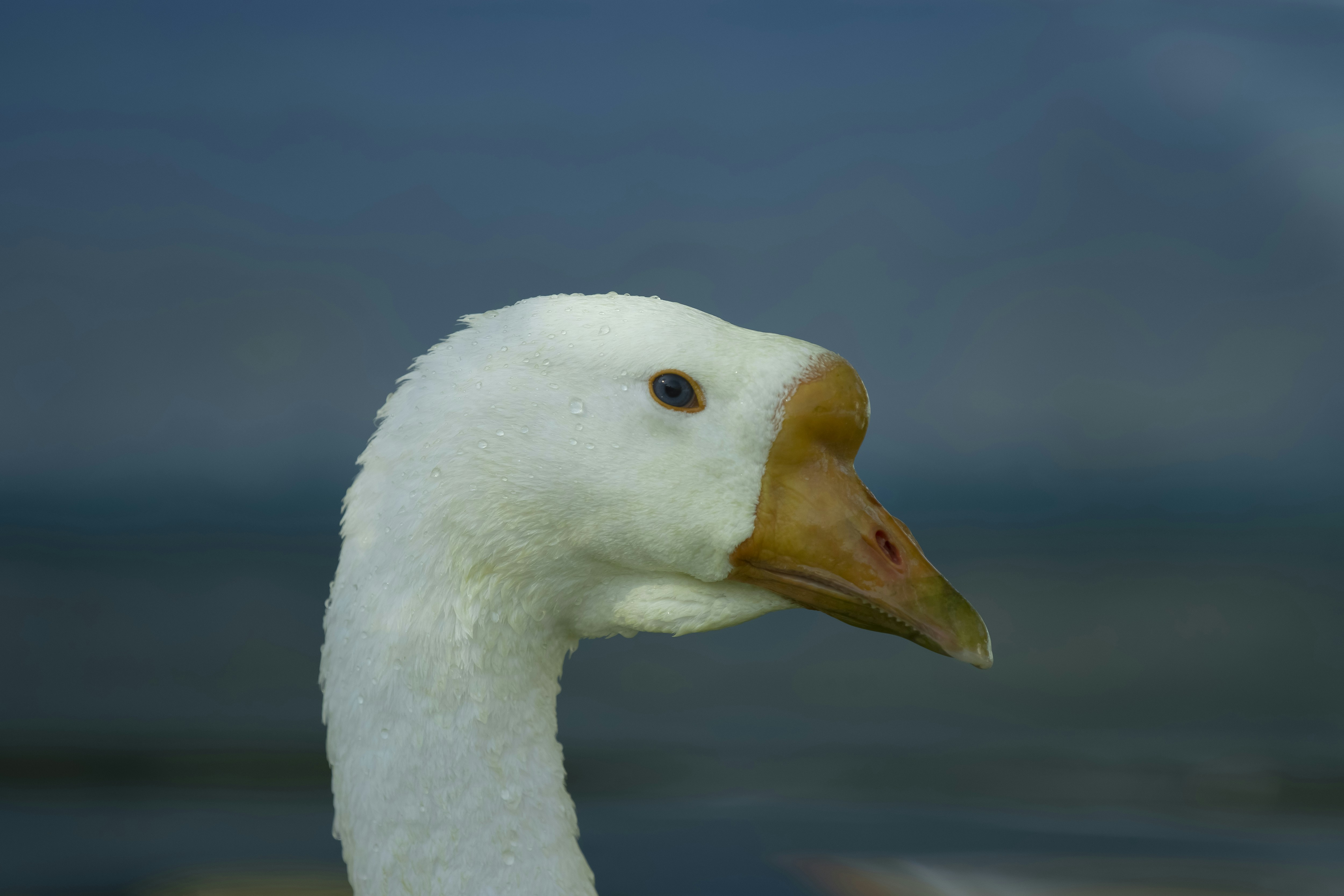 Photo by mostafa_meraji