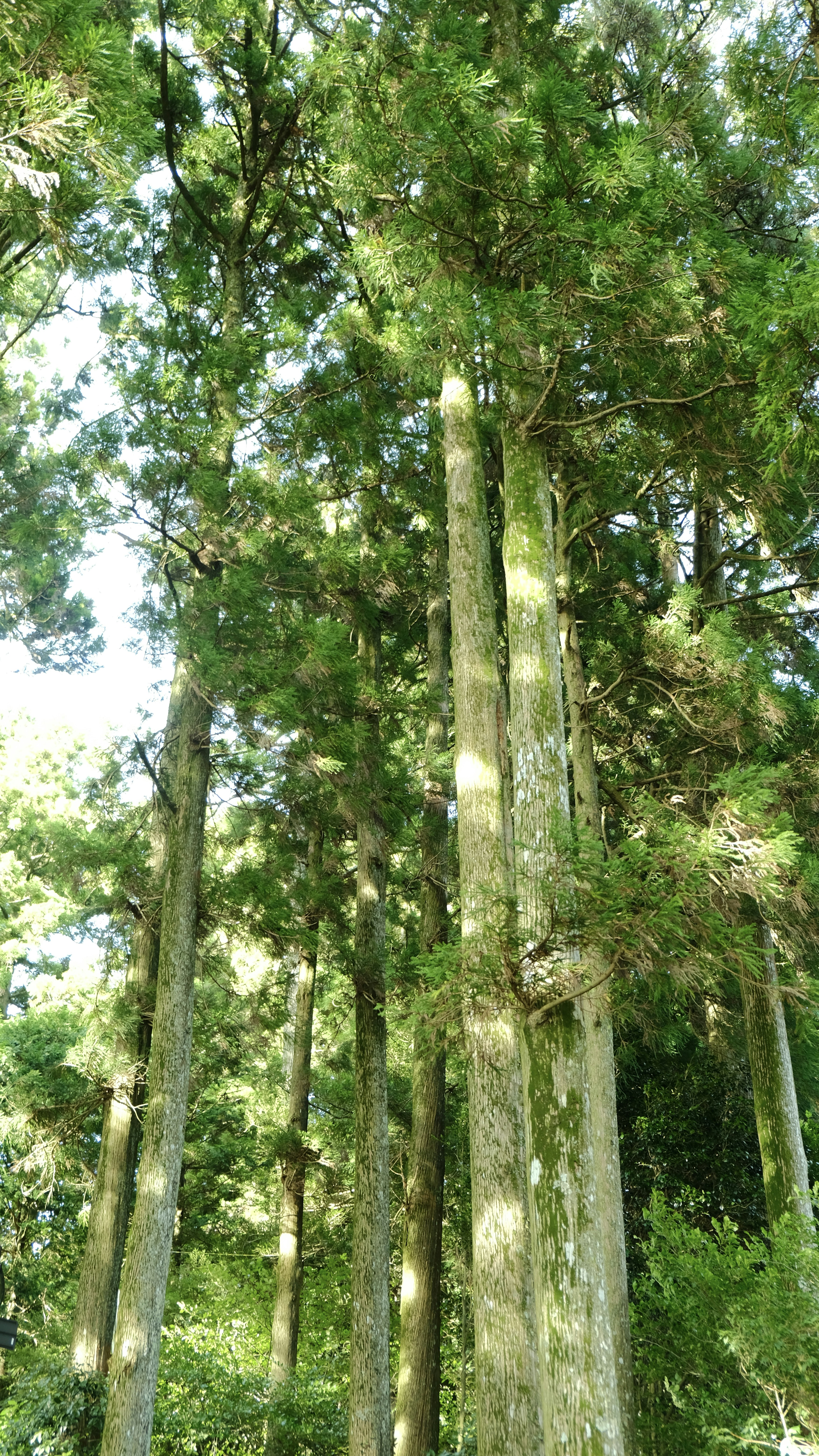 Majestic cedar trees in Tannourine Cedar Reserve