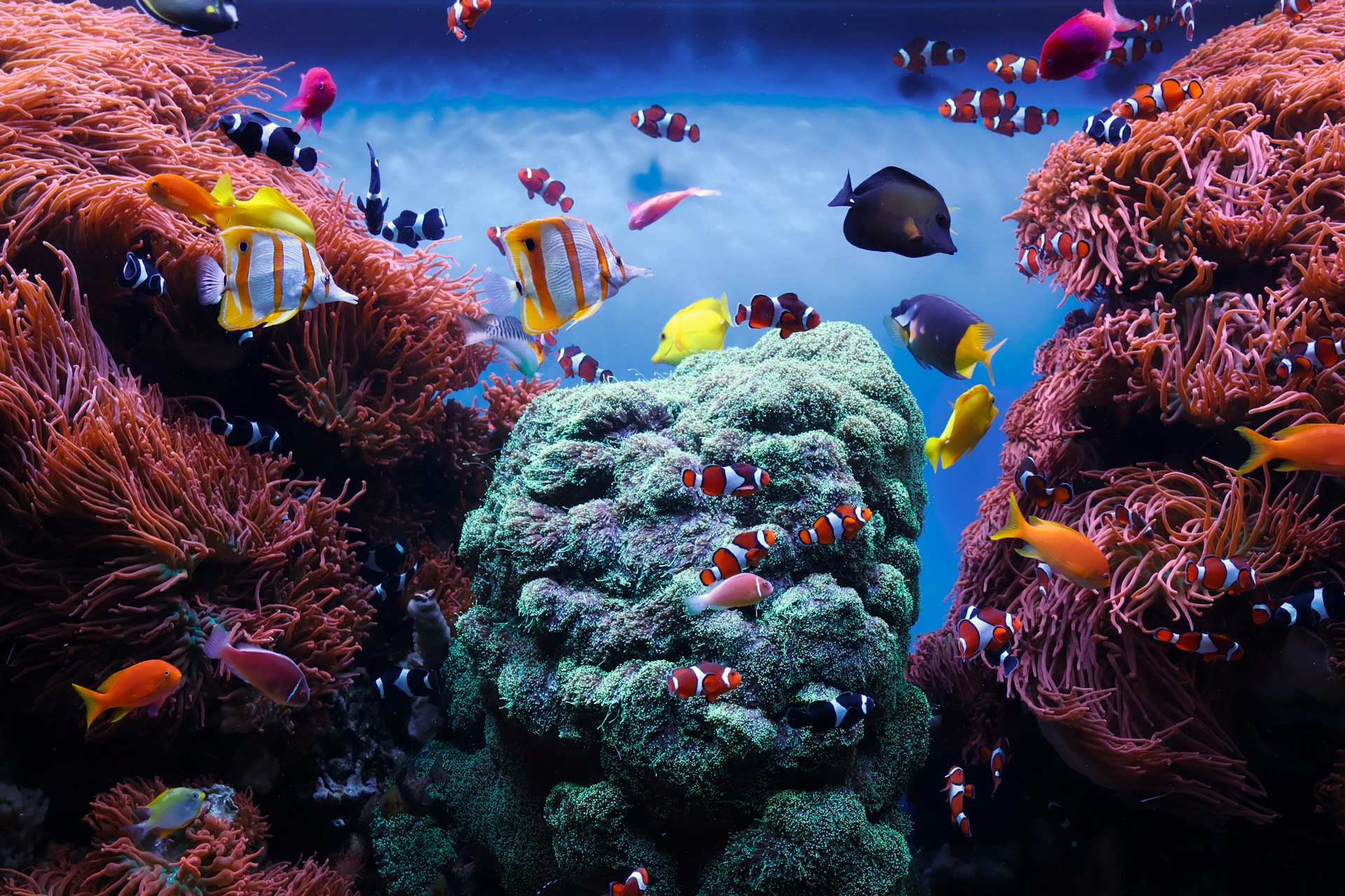 An aquarium filled with lots of different types of fish