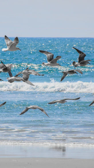 A flock of seagulls flying over the ocean