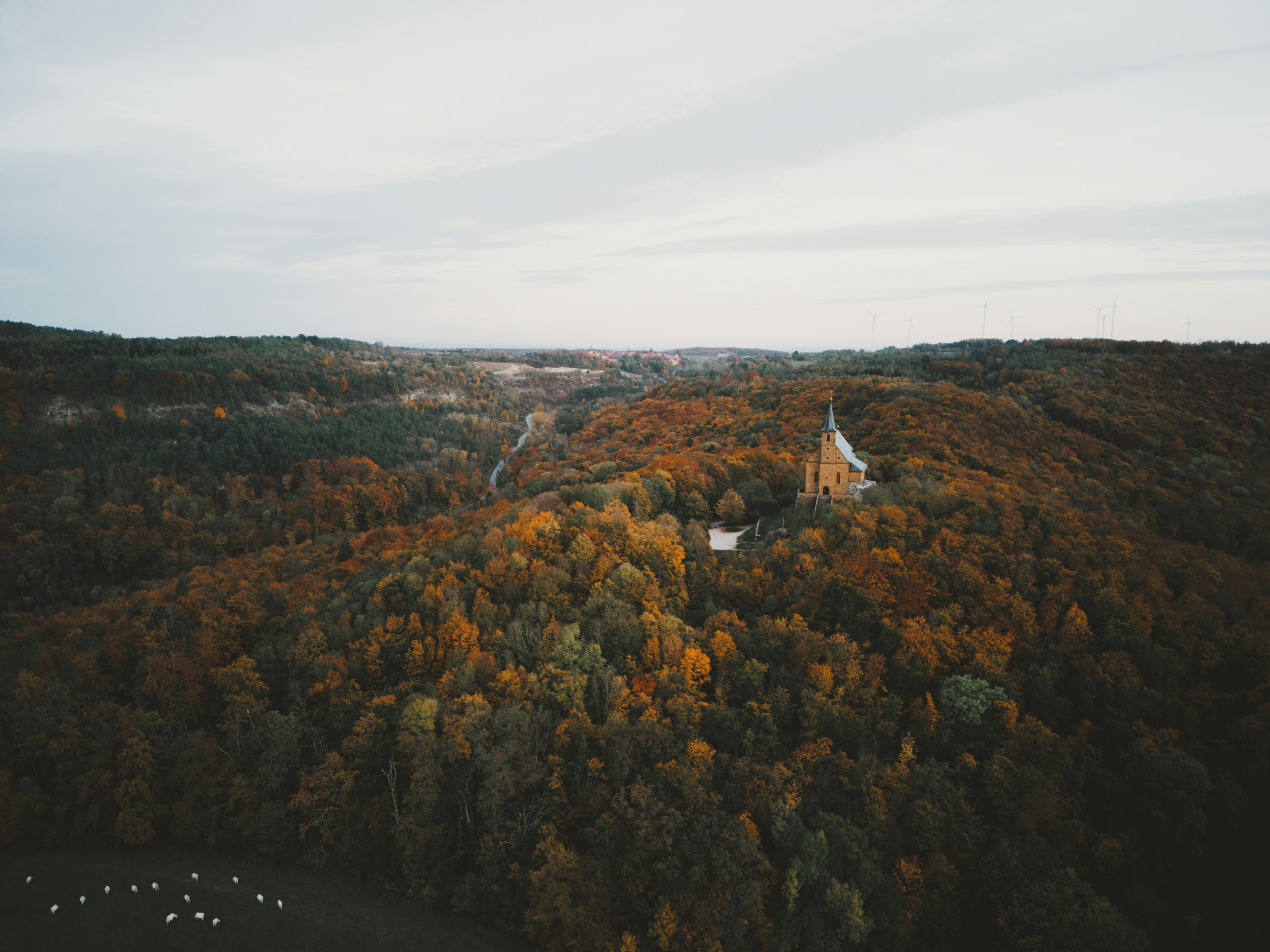 An aerial view of a forest with a river running through it
