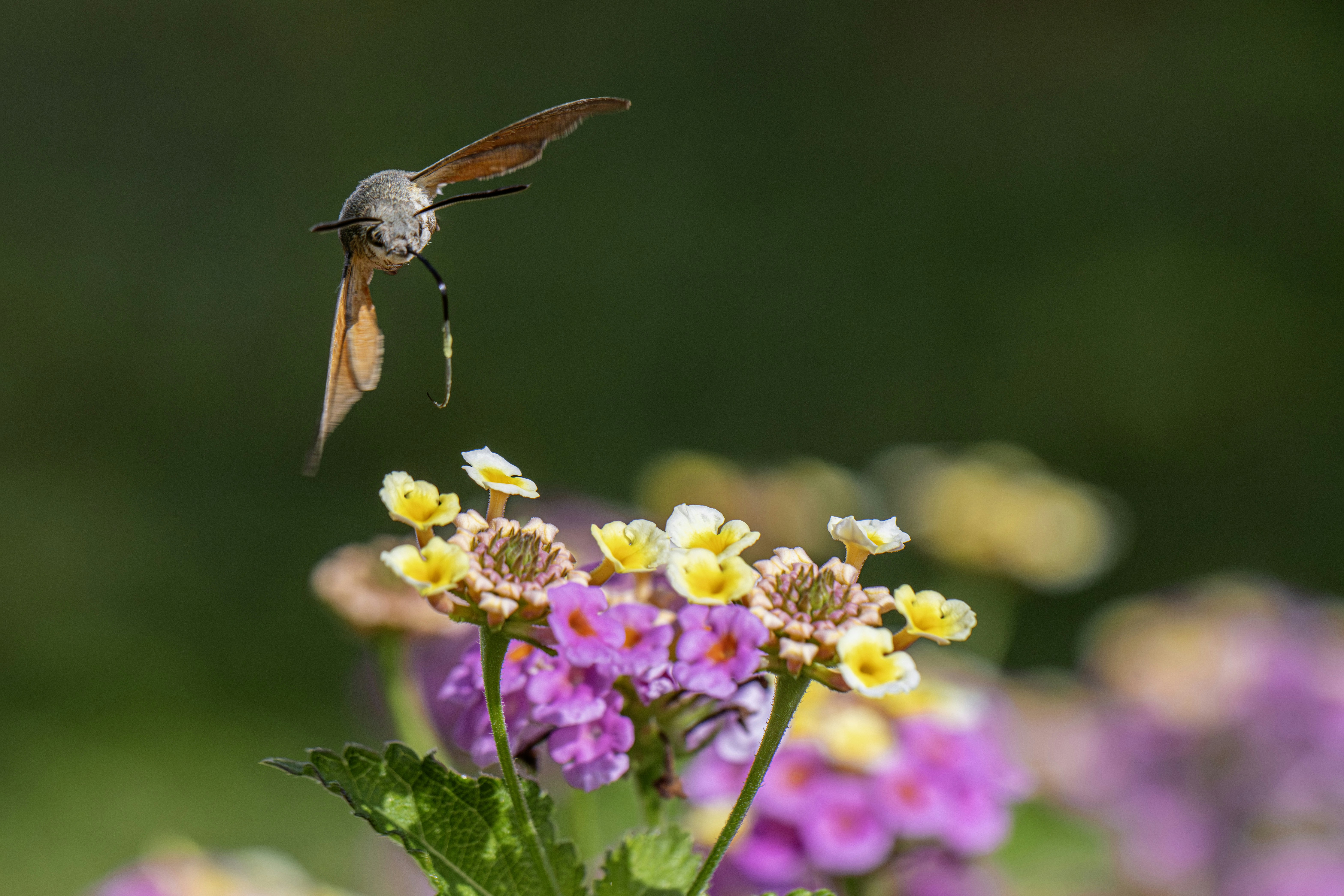 Photo by erik_karits