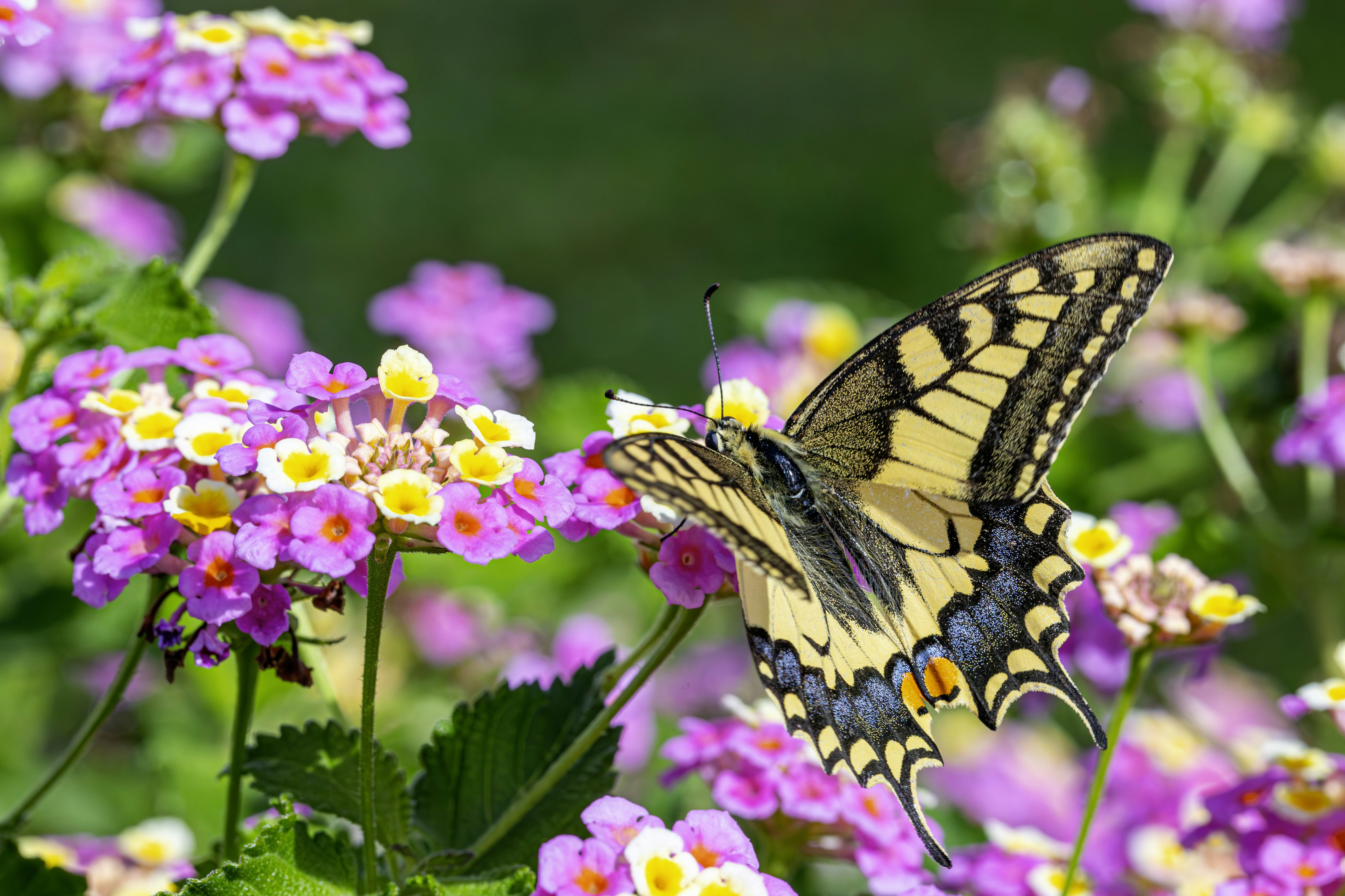 Photo by erik_karits