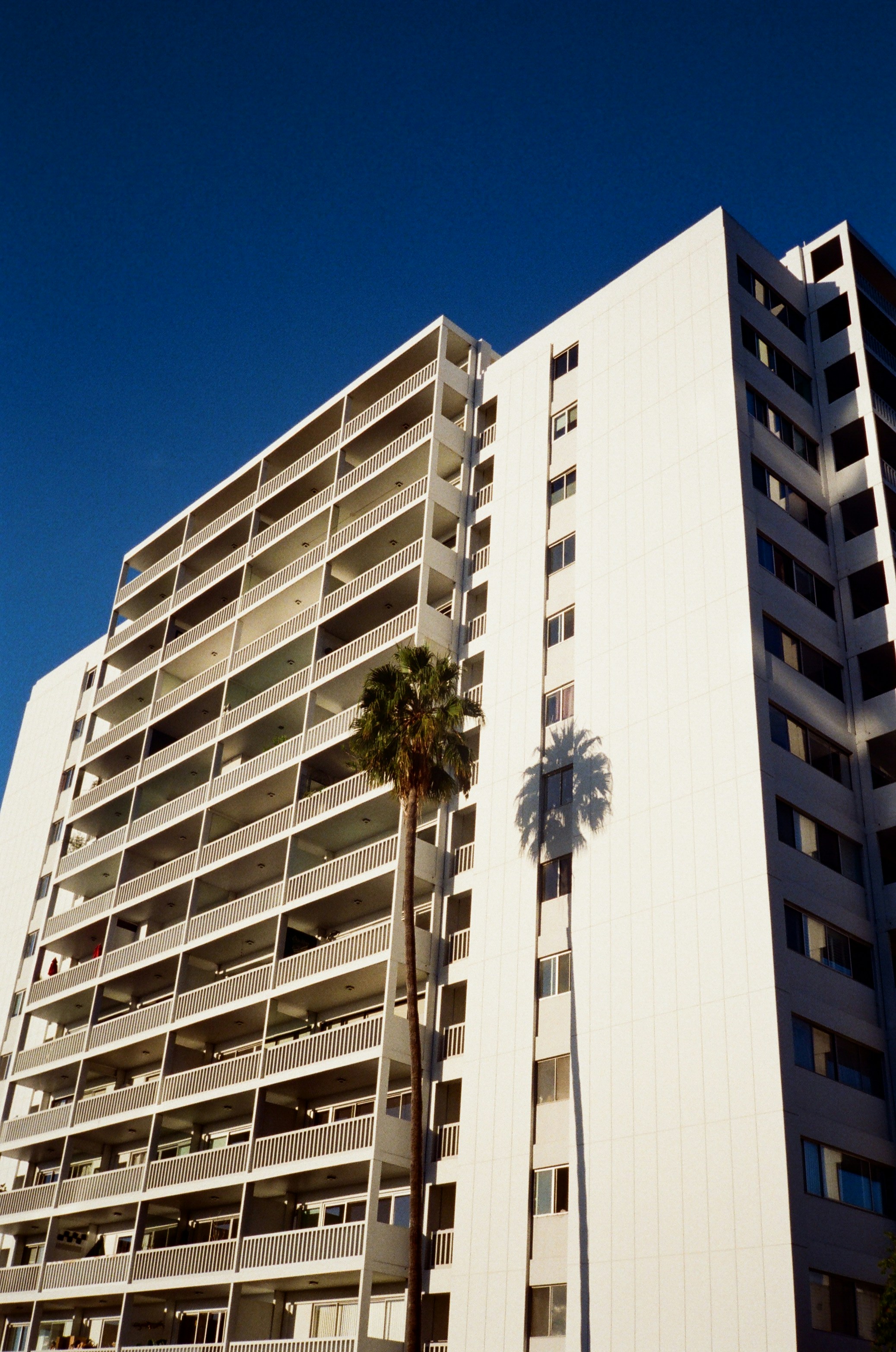 A tall white building with palm trees in front of it