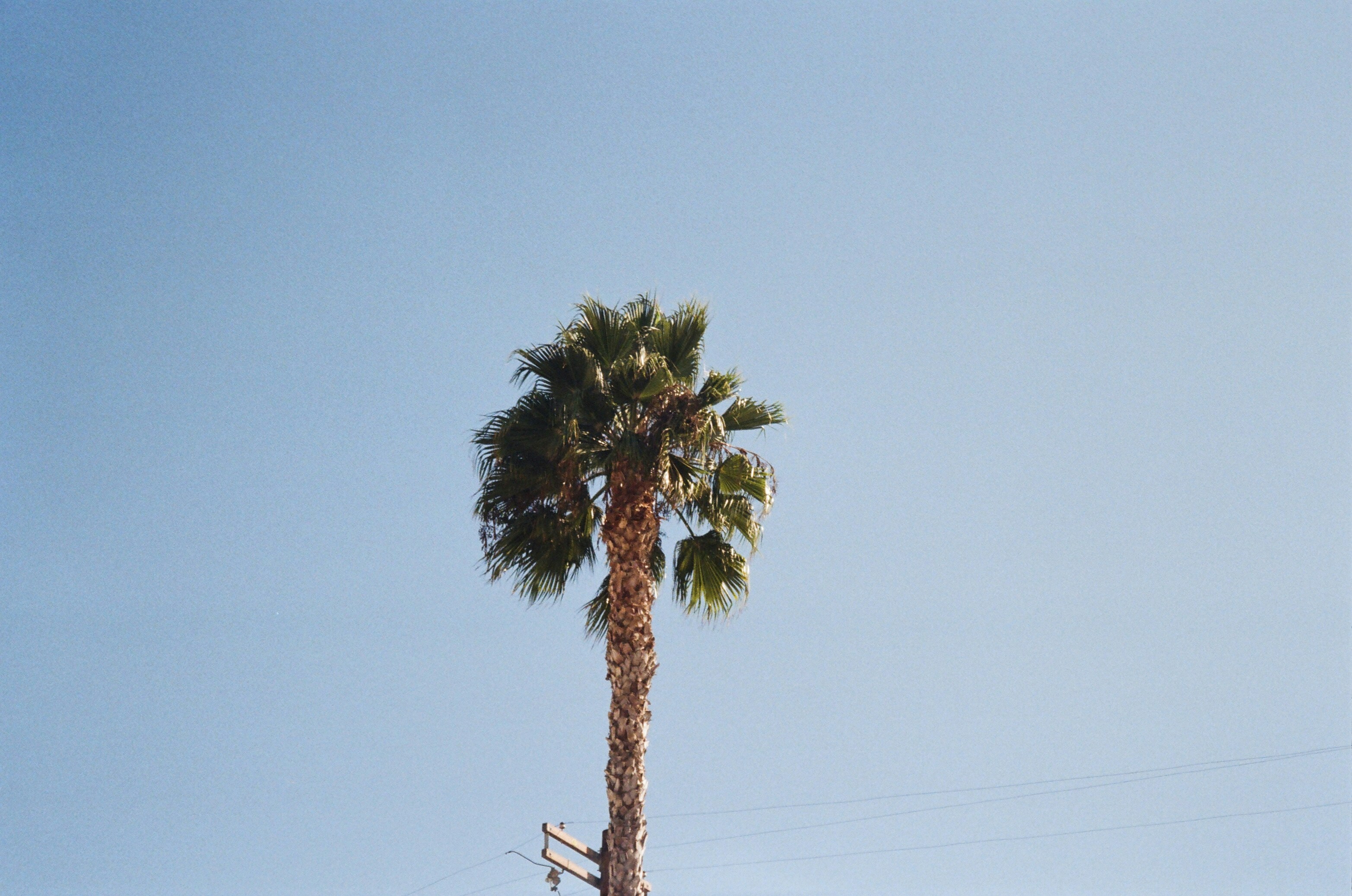 A tall palm tree sitting on the side of a road