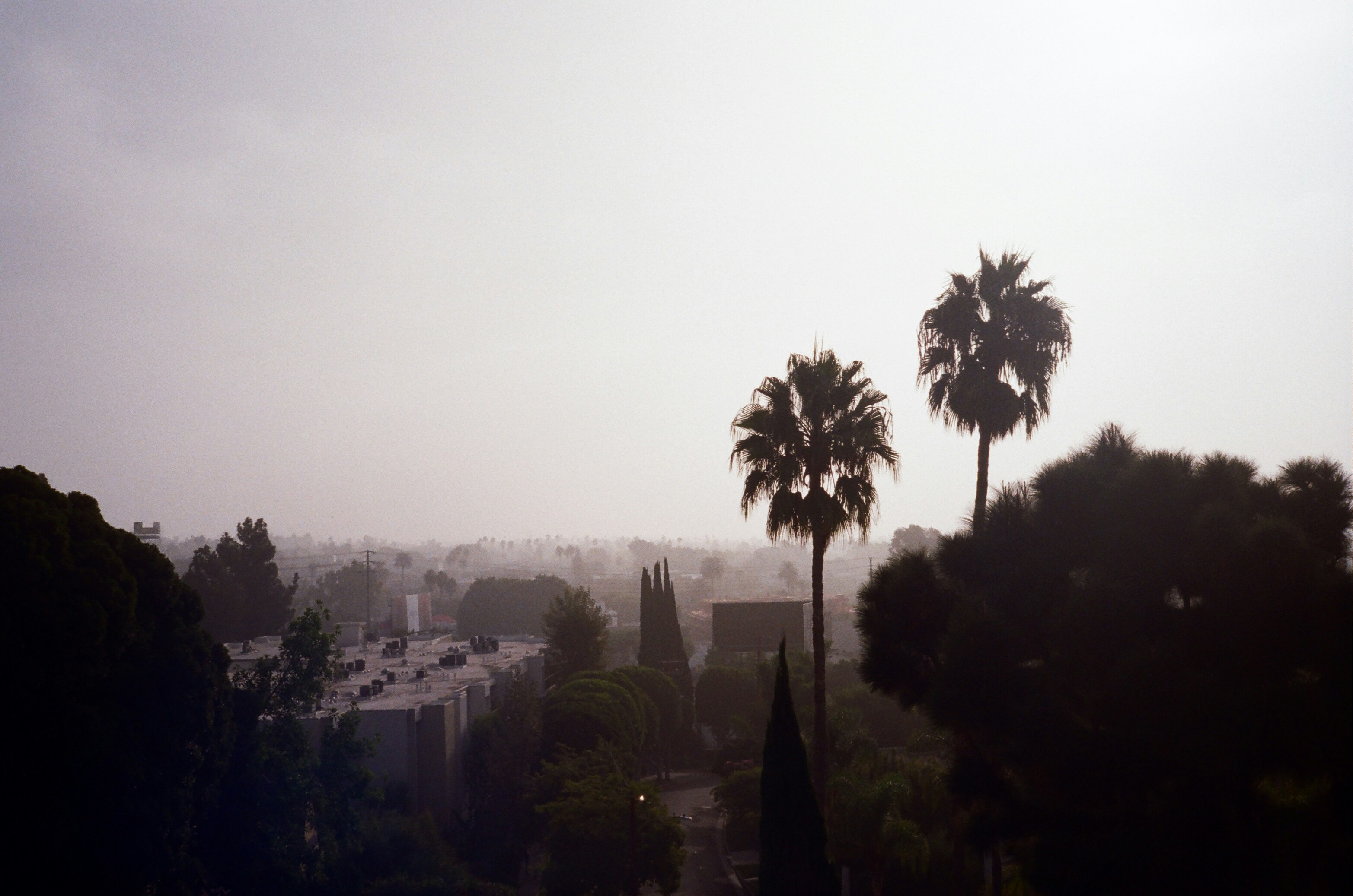 A view of a city with palm trees in the foreground