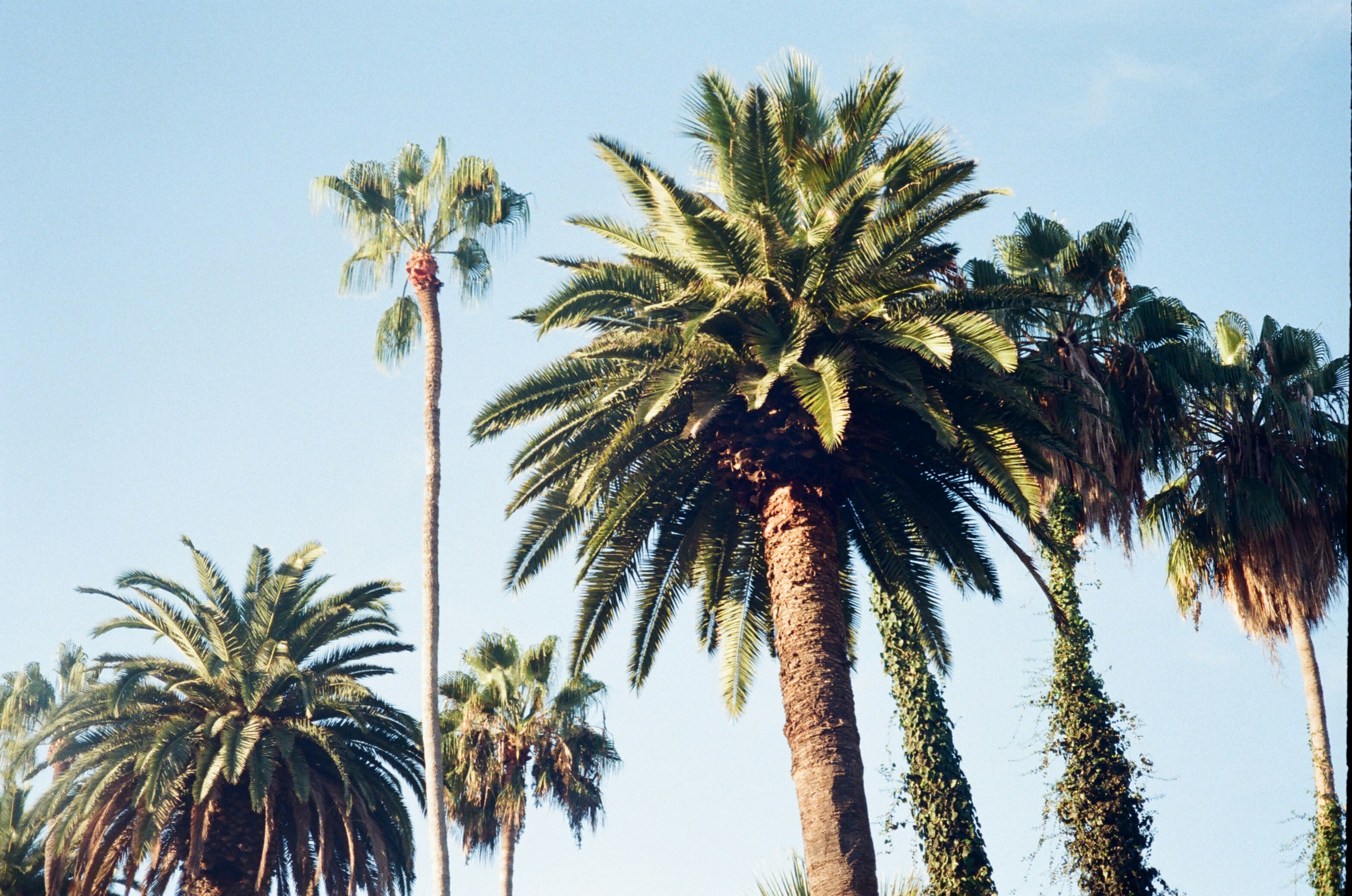 A row of palm trees on a sunny day