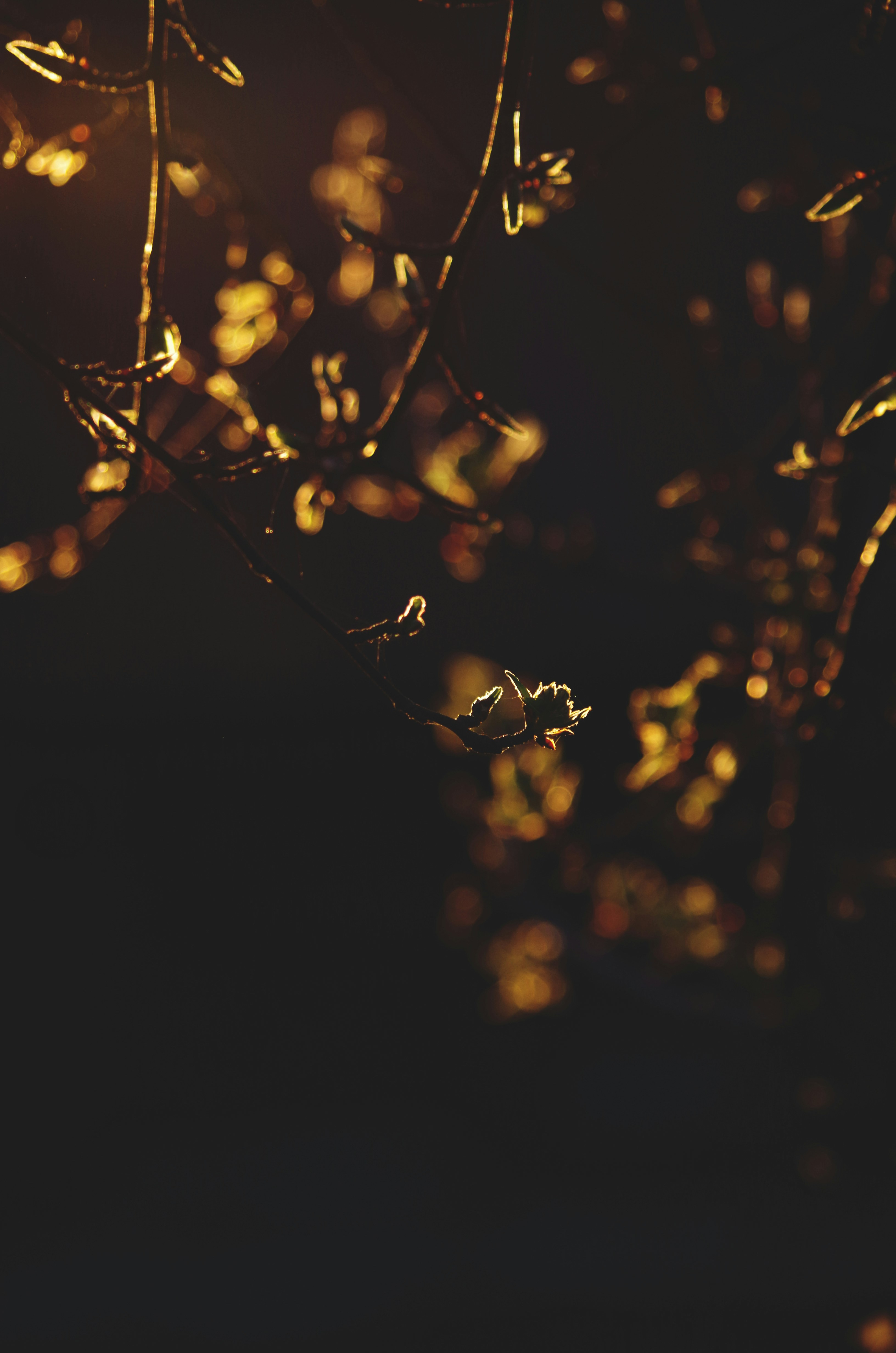 Photo by yellowdesigner