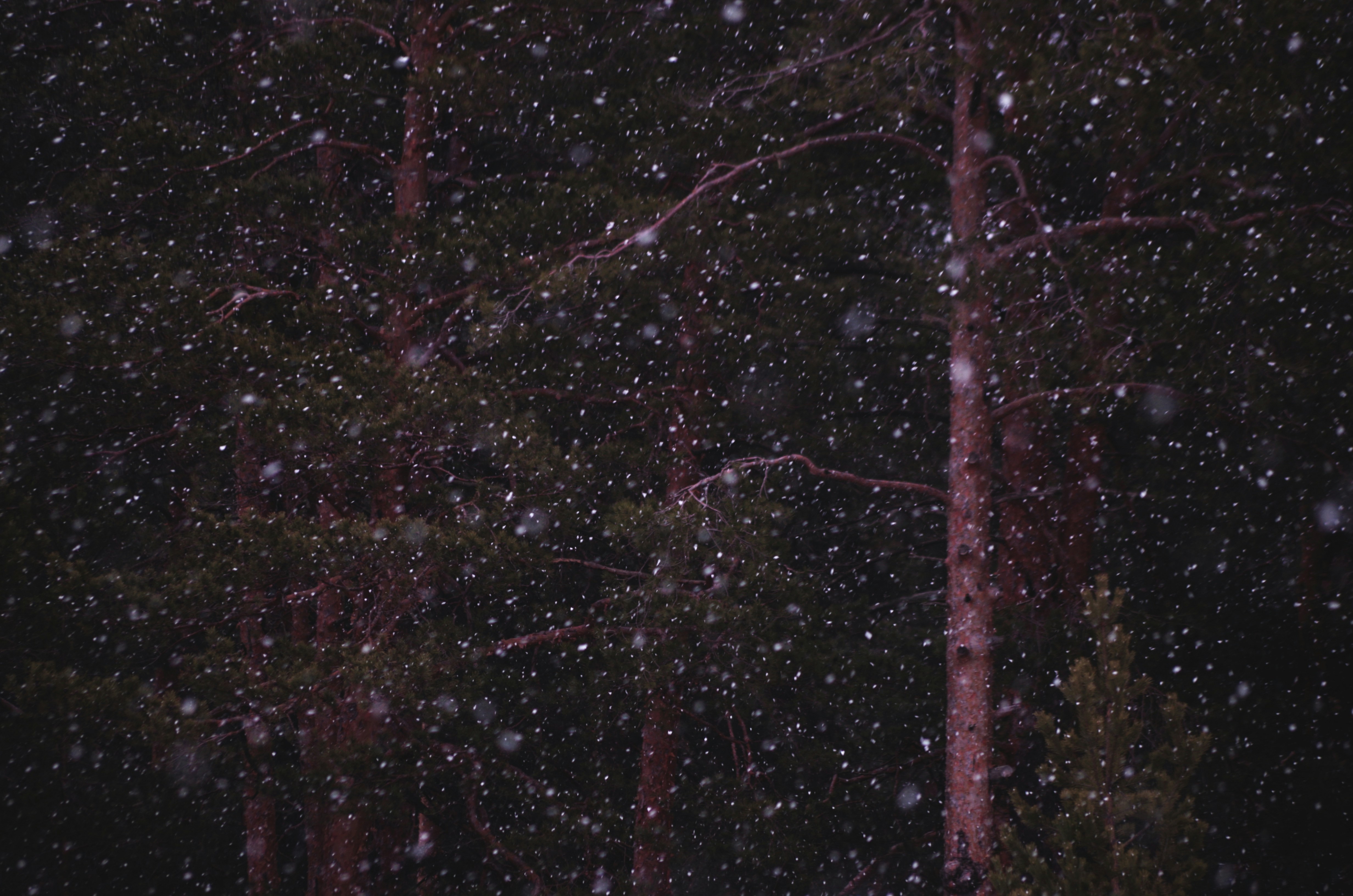 Photo by yellowdesigner