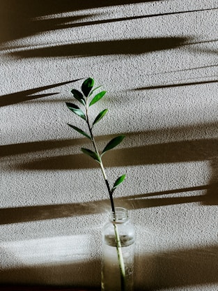 A small plant in a glass vase on a table
