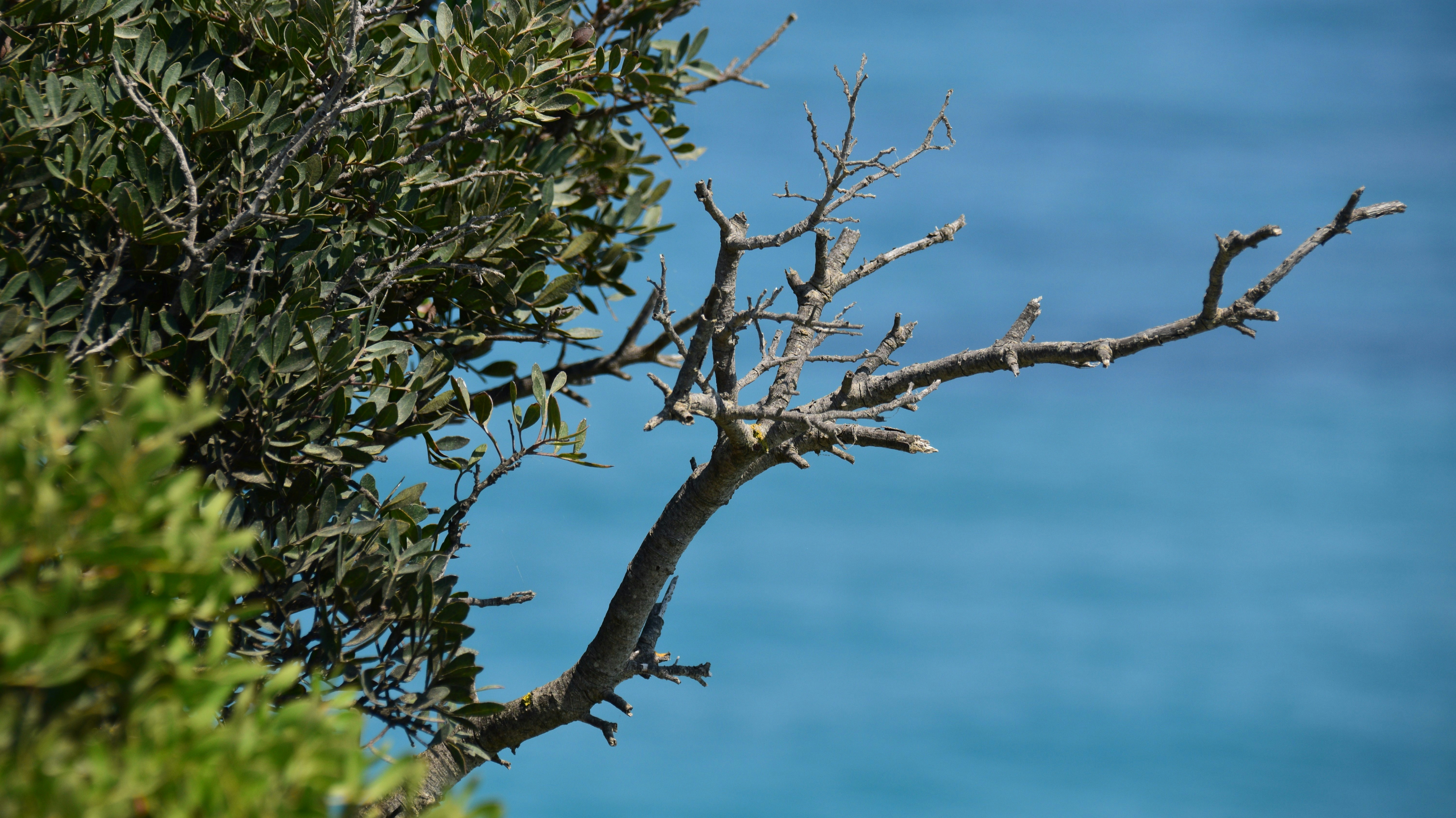 A bird perched on top of a tree next to the ocean