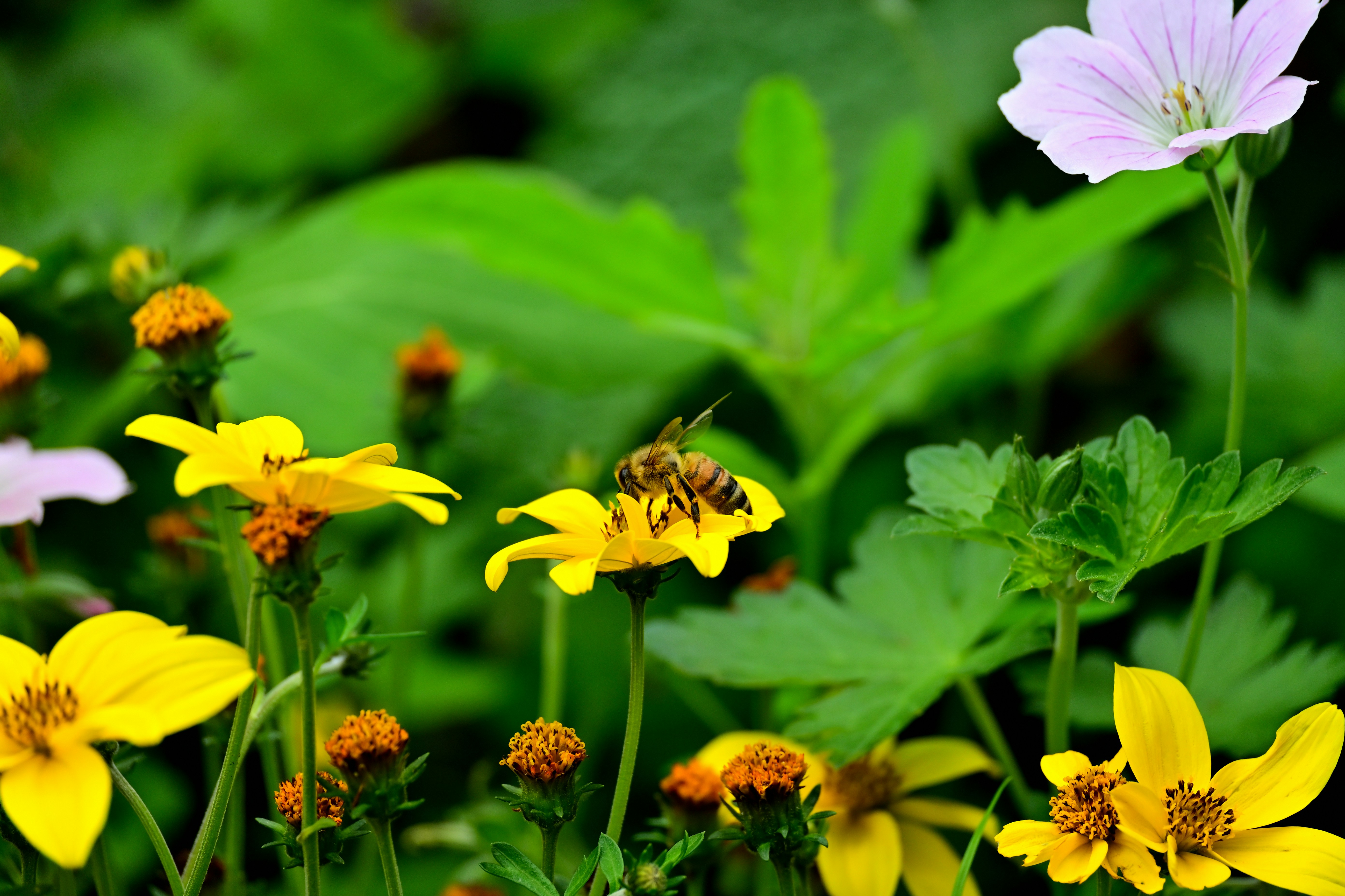 A variety of colorful flowers in a garden with bees hovering around them.