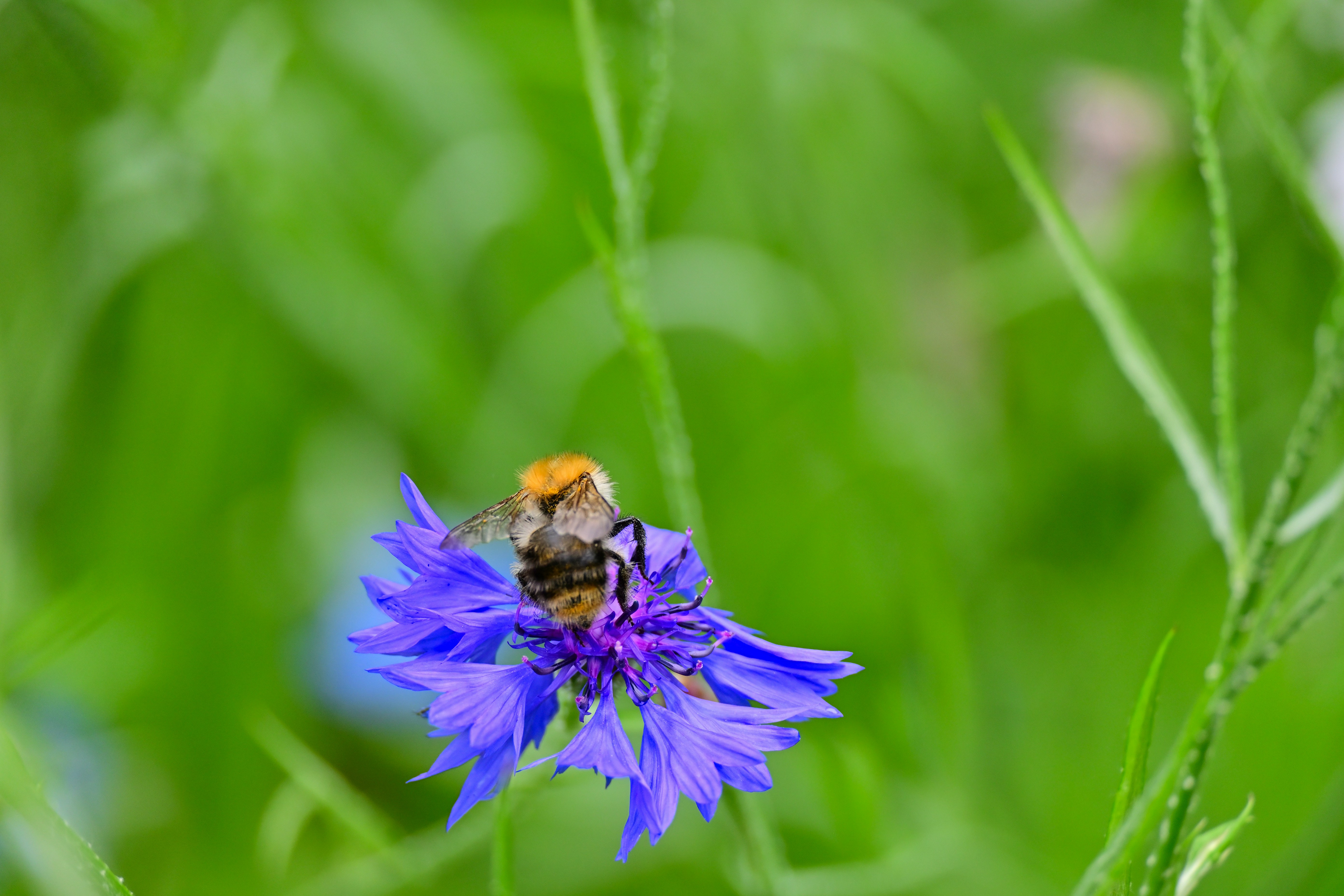 Photo by aminzabardast