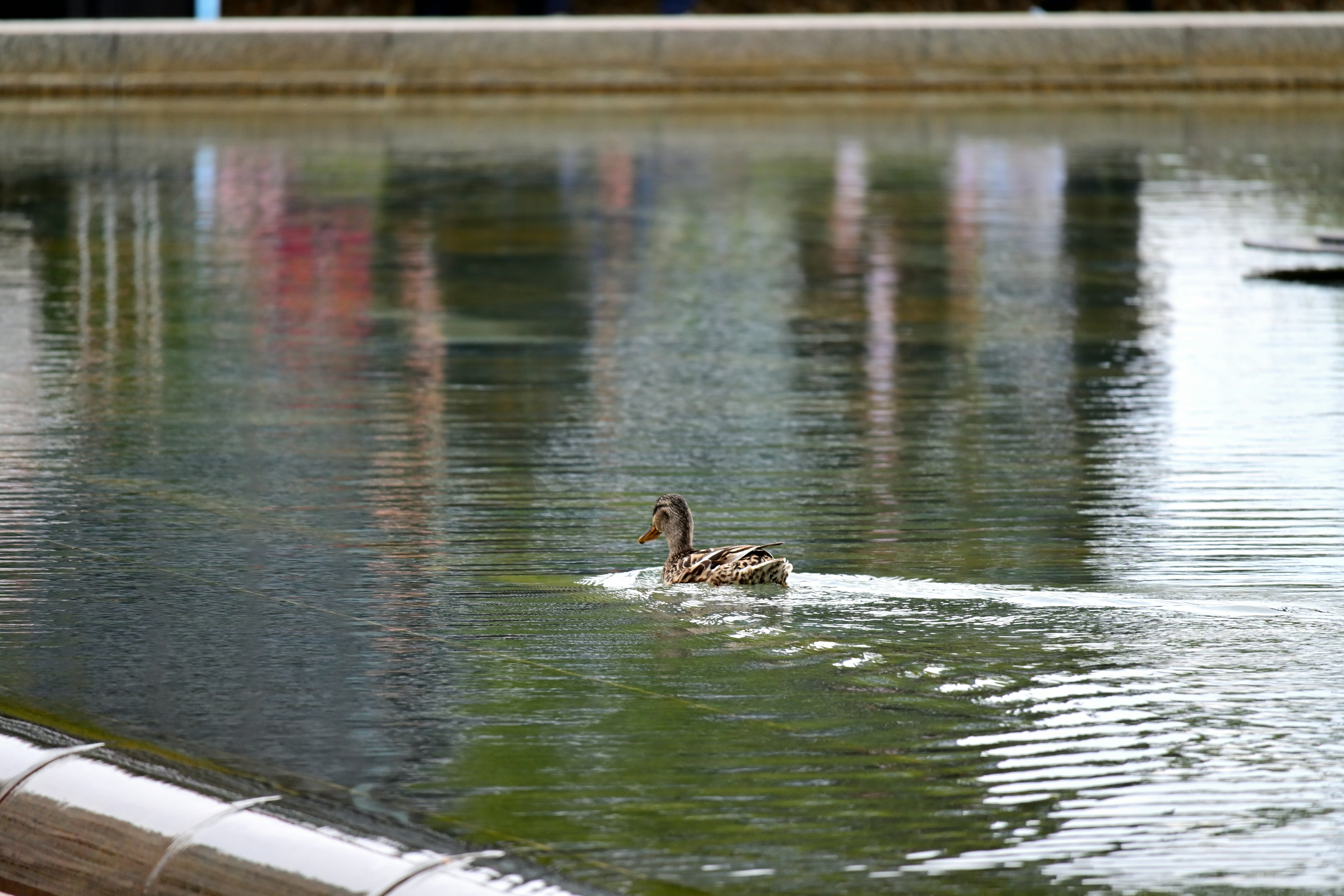 A couple of ducks floating on top of a lake