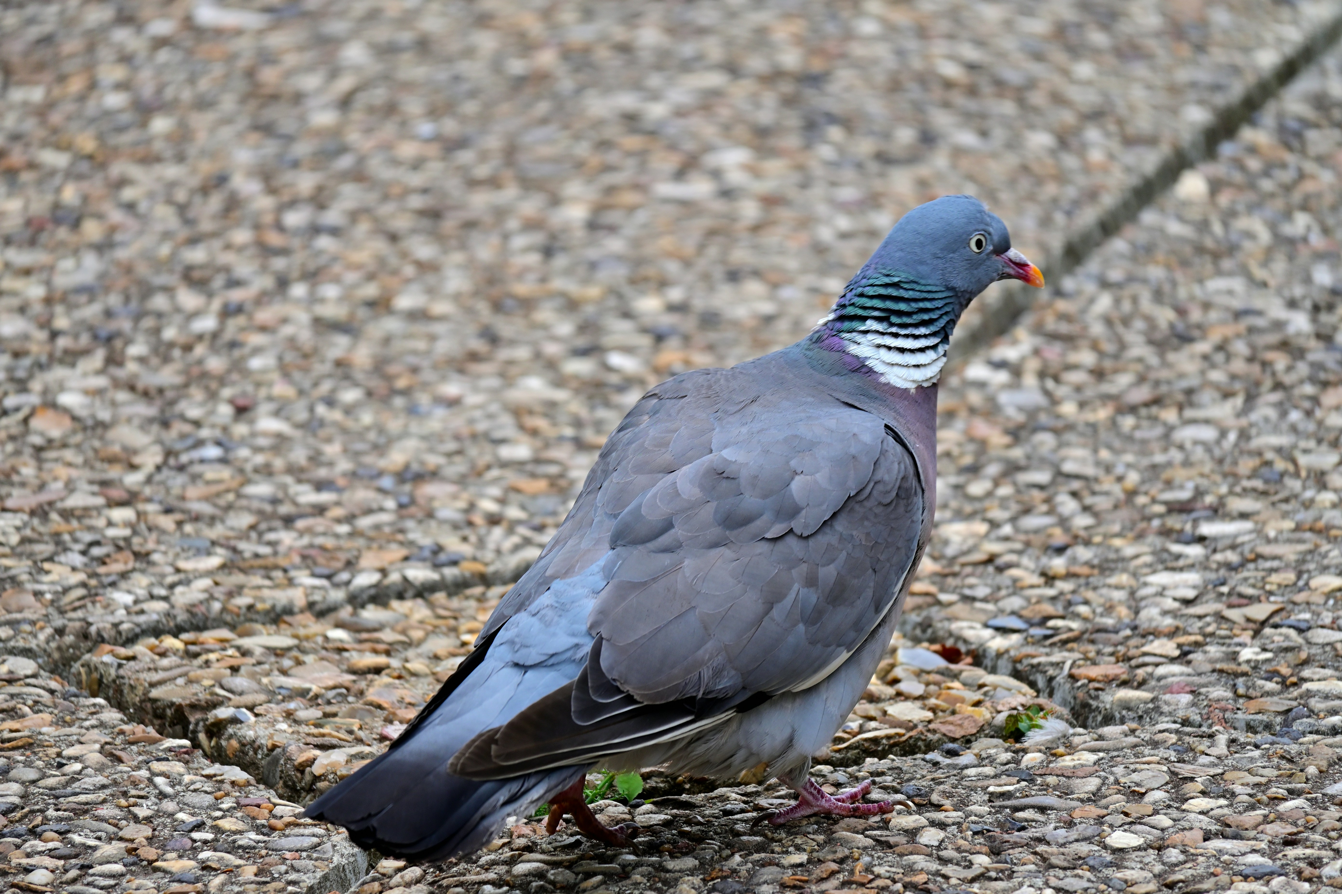 Photo by aminzabardast