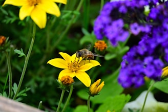 A bee on a flower in a garden