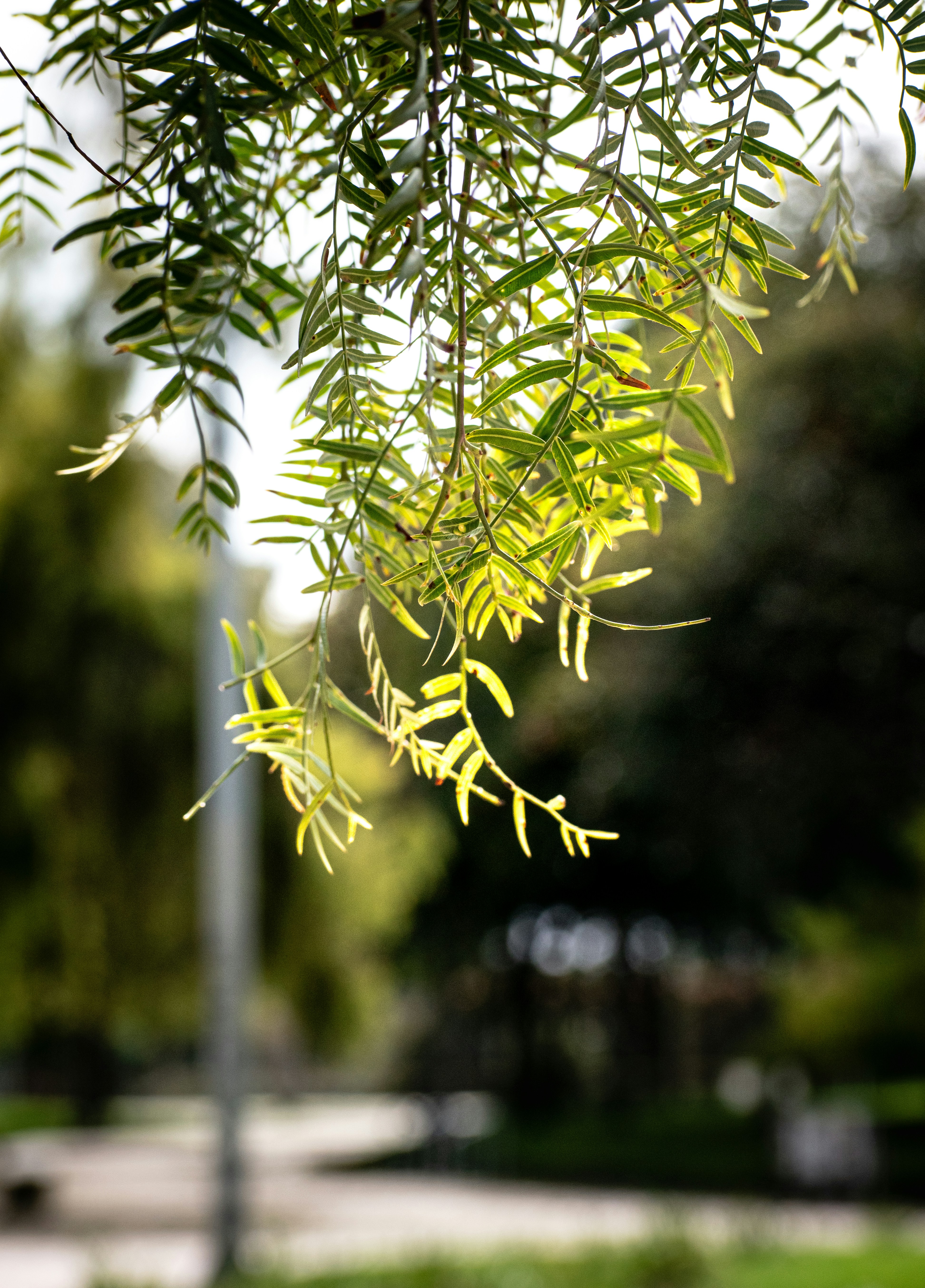 Photo by sebaslaverde_nkn