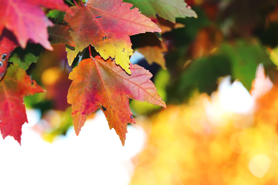 Two vibrant autumn leaves, one red and yellow, attached to a tree branch together