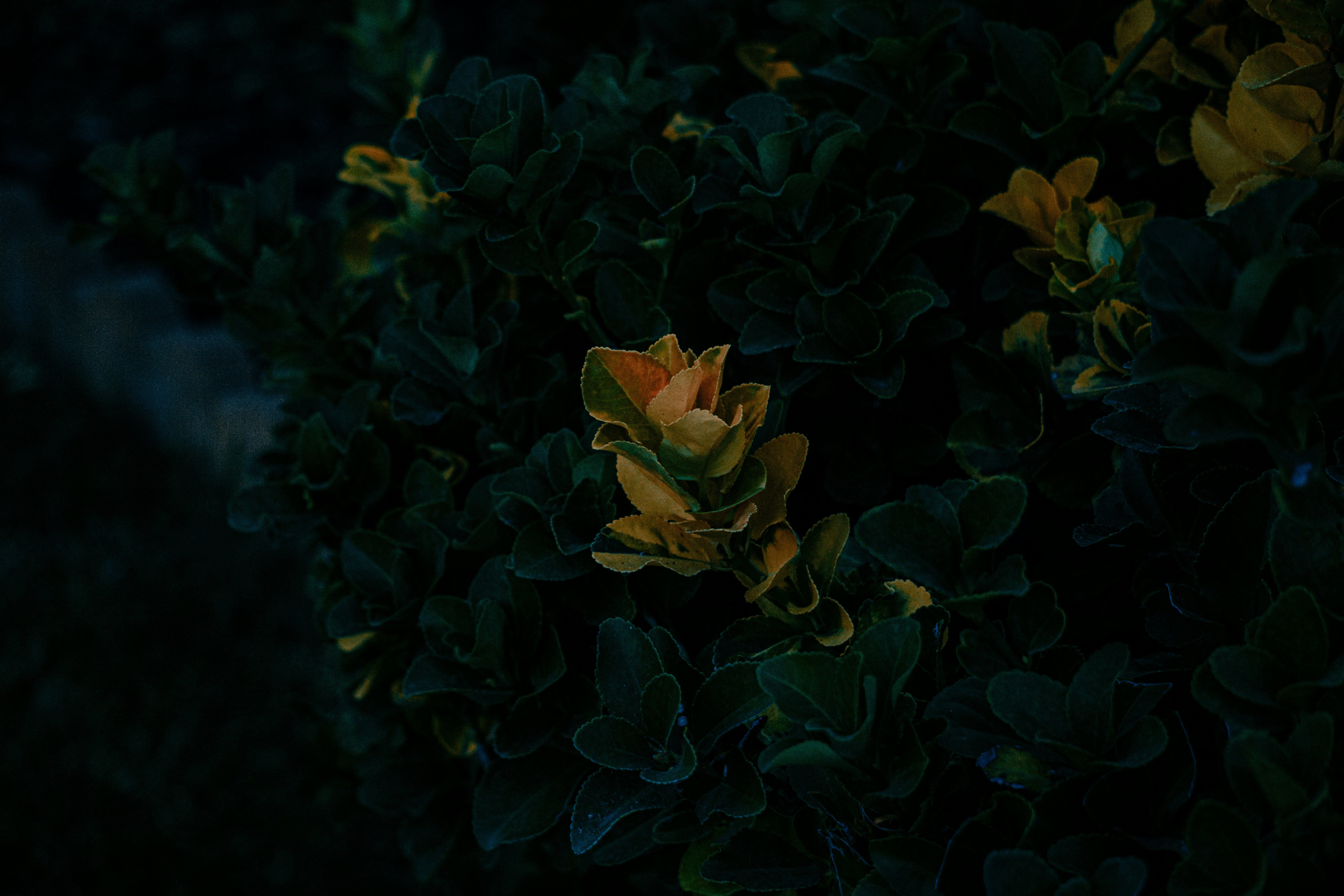 A flower that is sitting in the middle of a bush