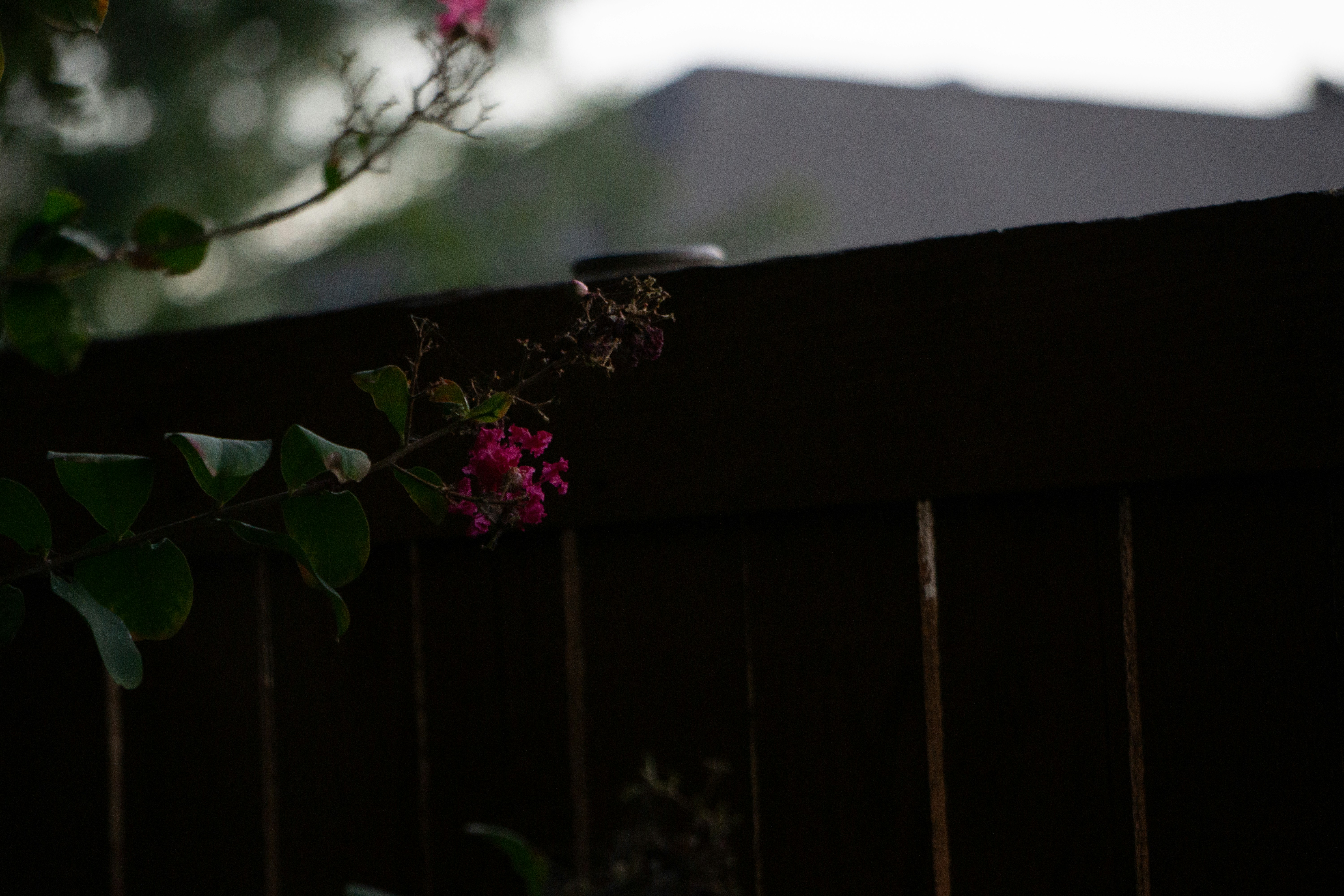 A bird perched on top of a wooden fence