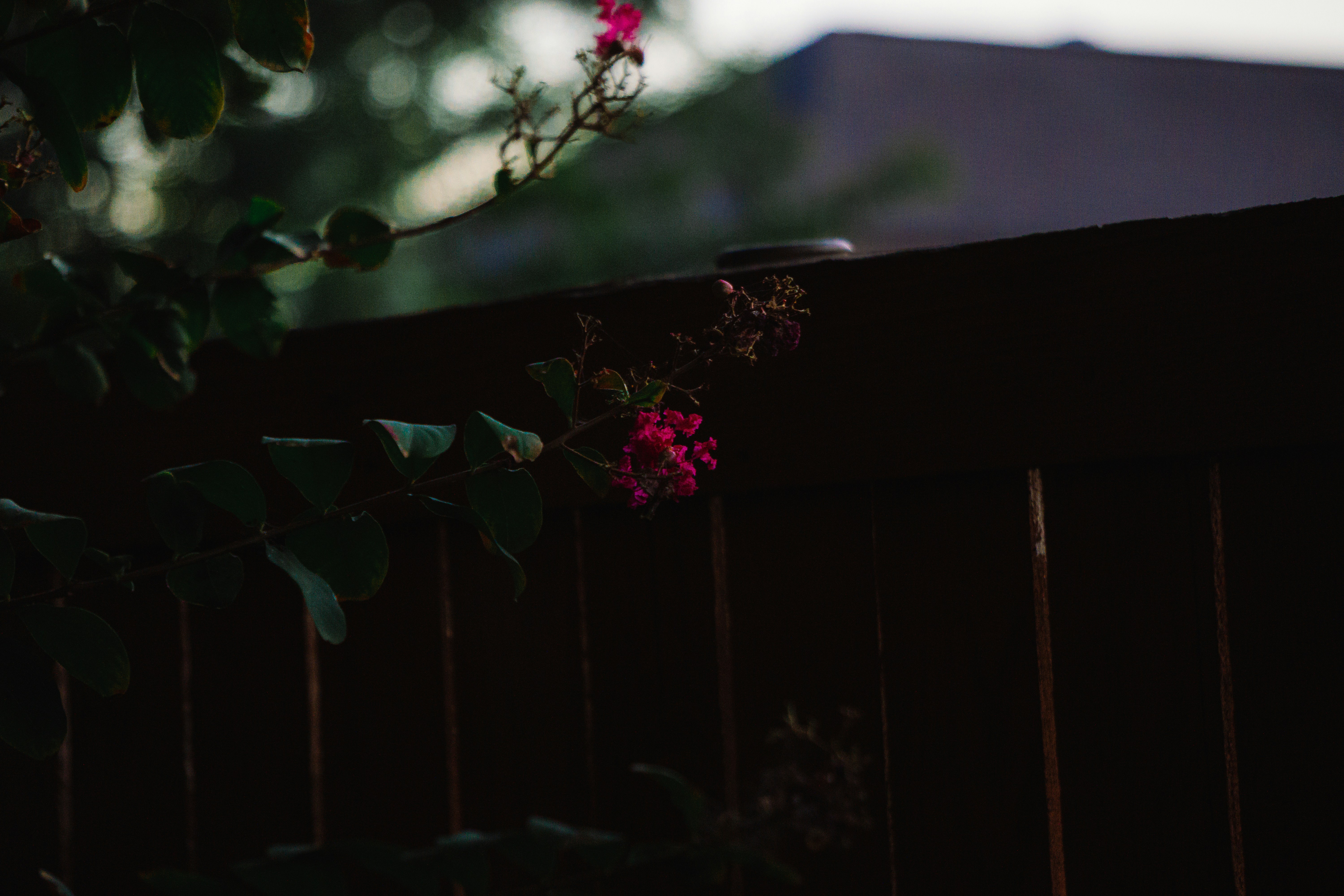 A blurry photo of a fence and a flower