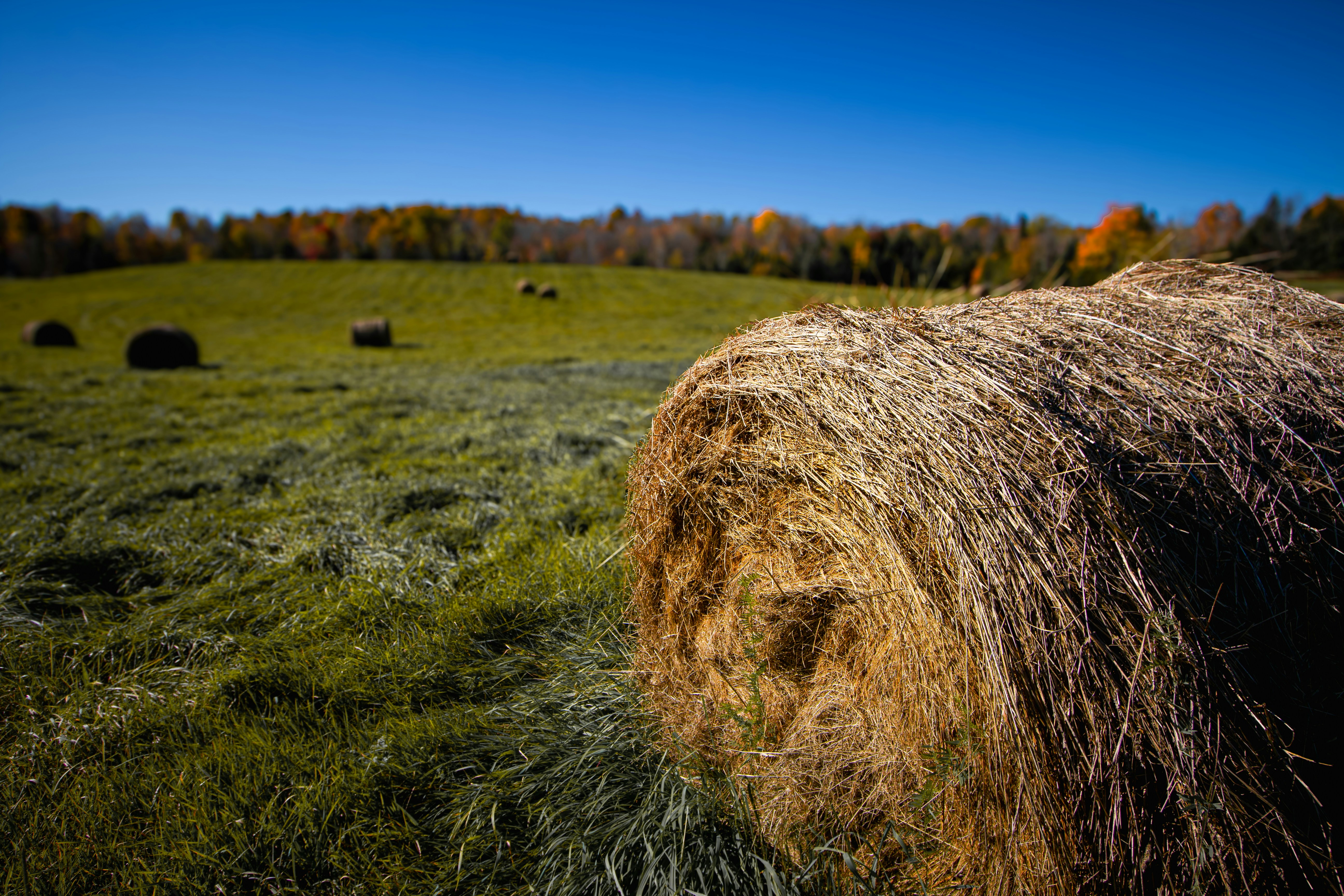 A hay bale in a field with trees in the background