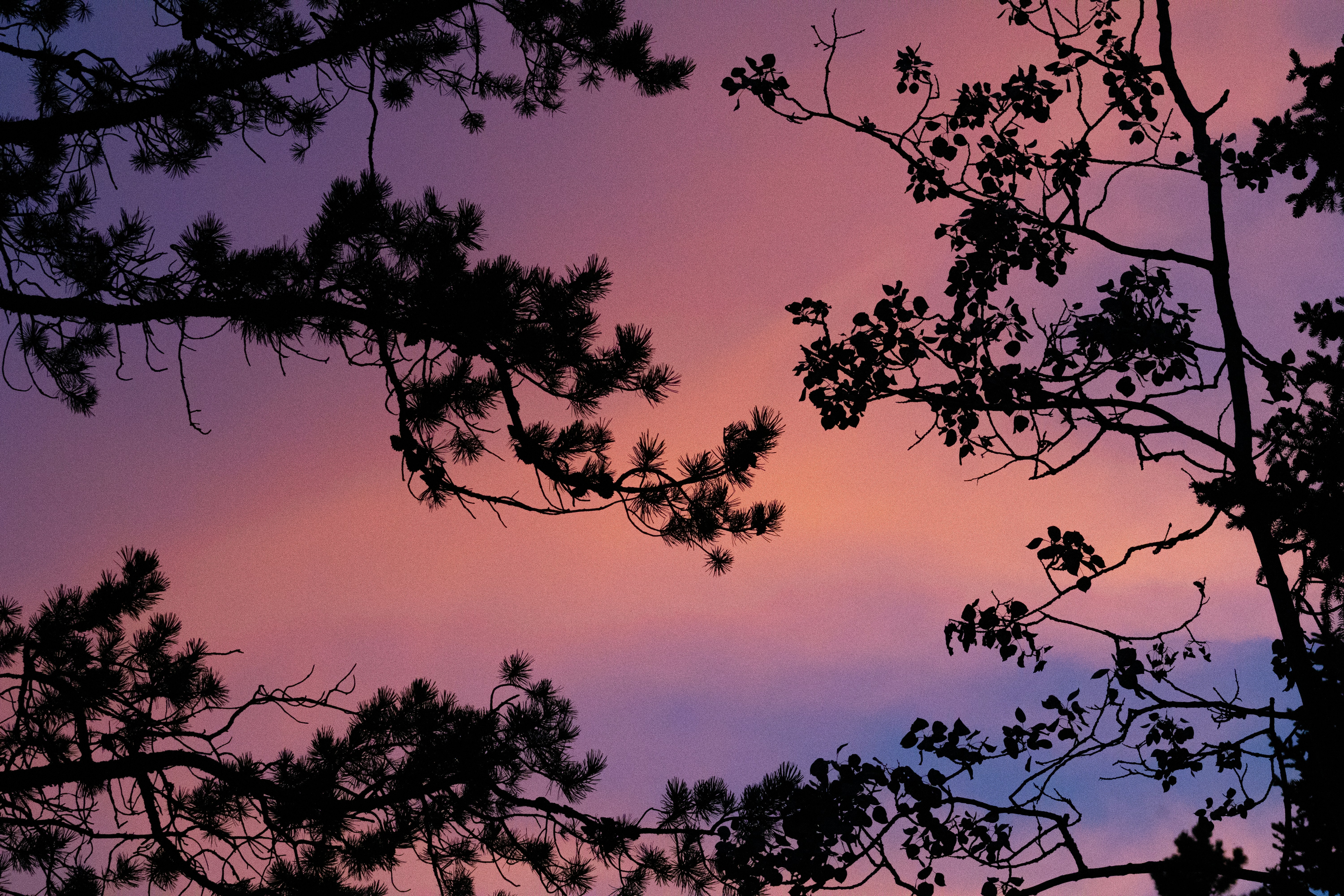 Bird perched on tree branch at sunset