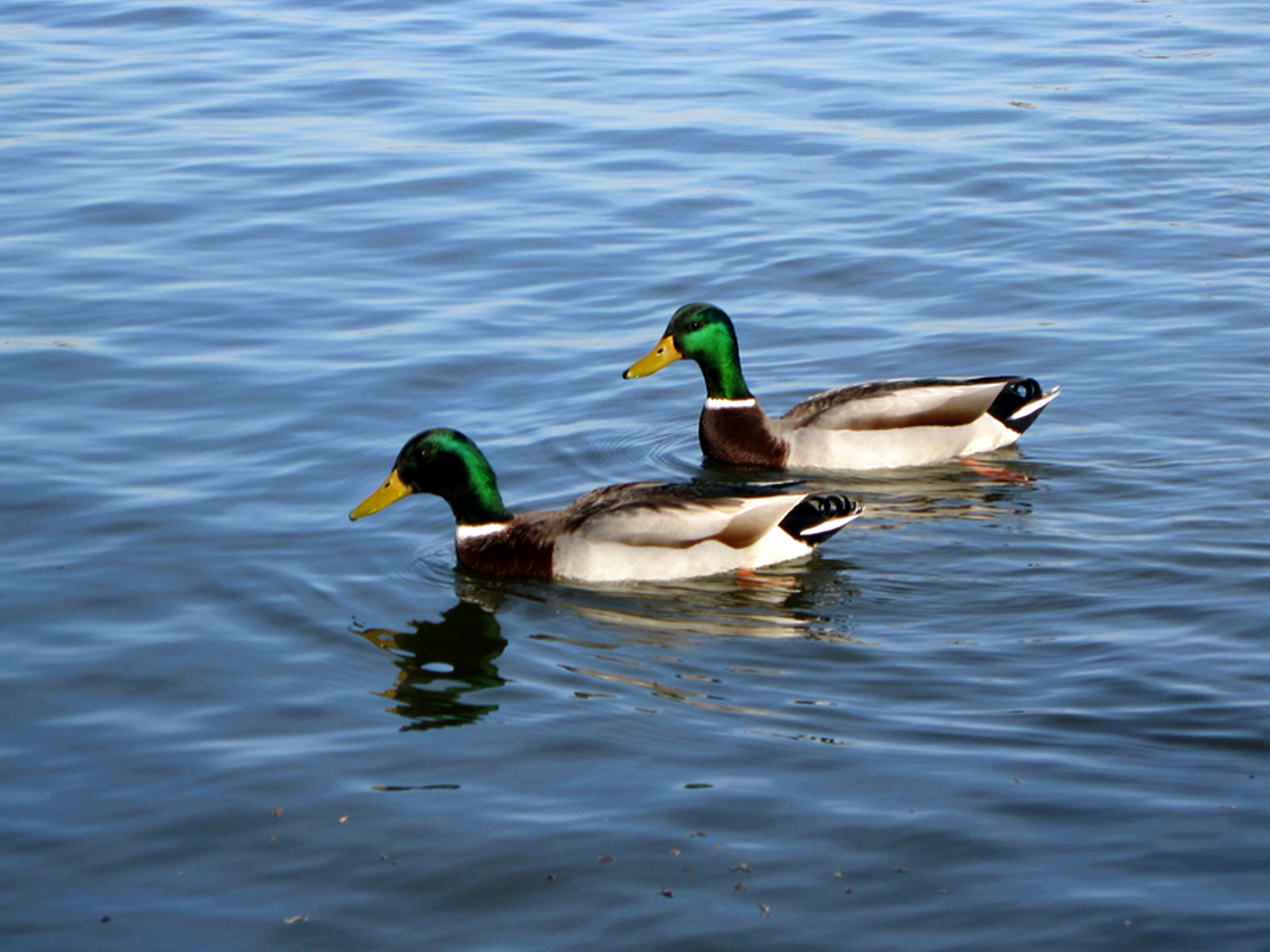 Photo by craazyquilt