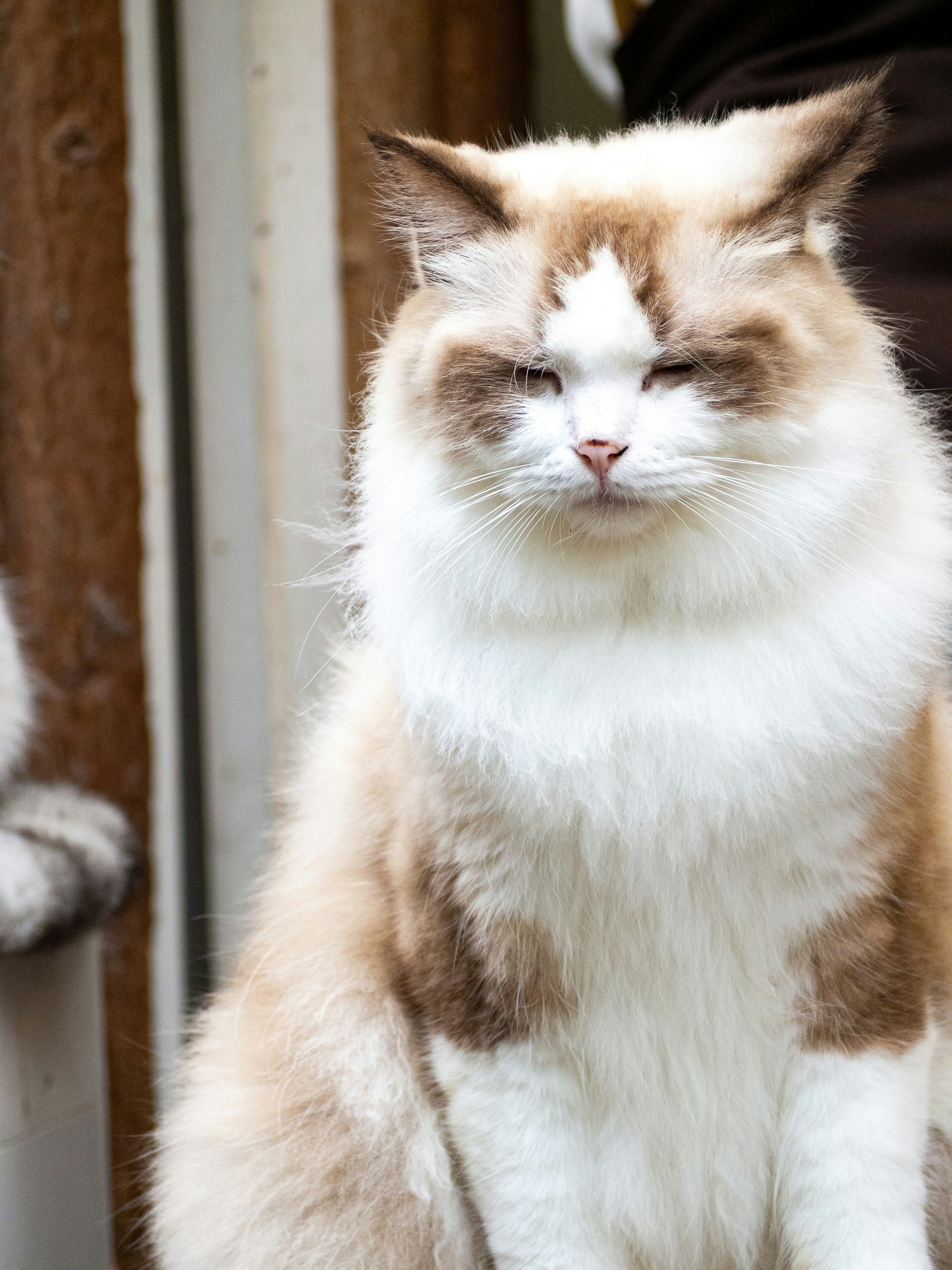 Ragamuffin: The Plush Lap Lounger (image credits: unsplash)