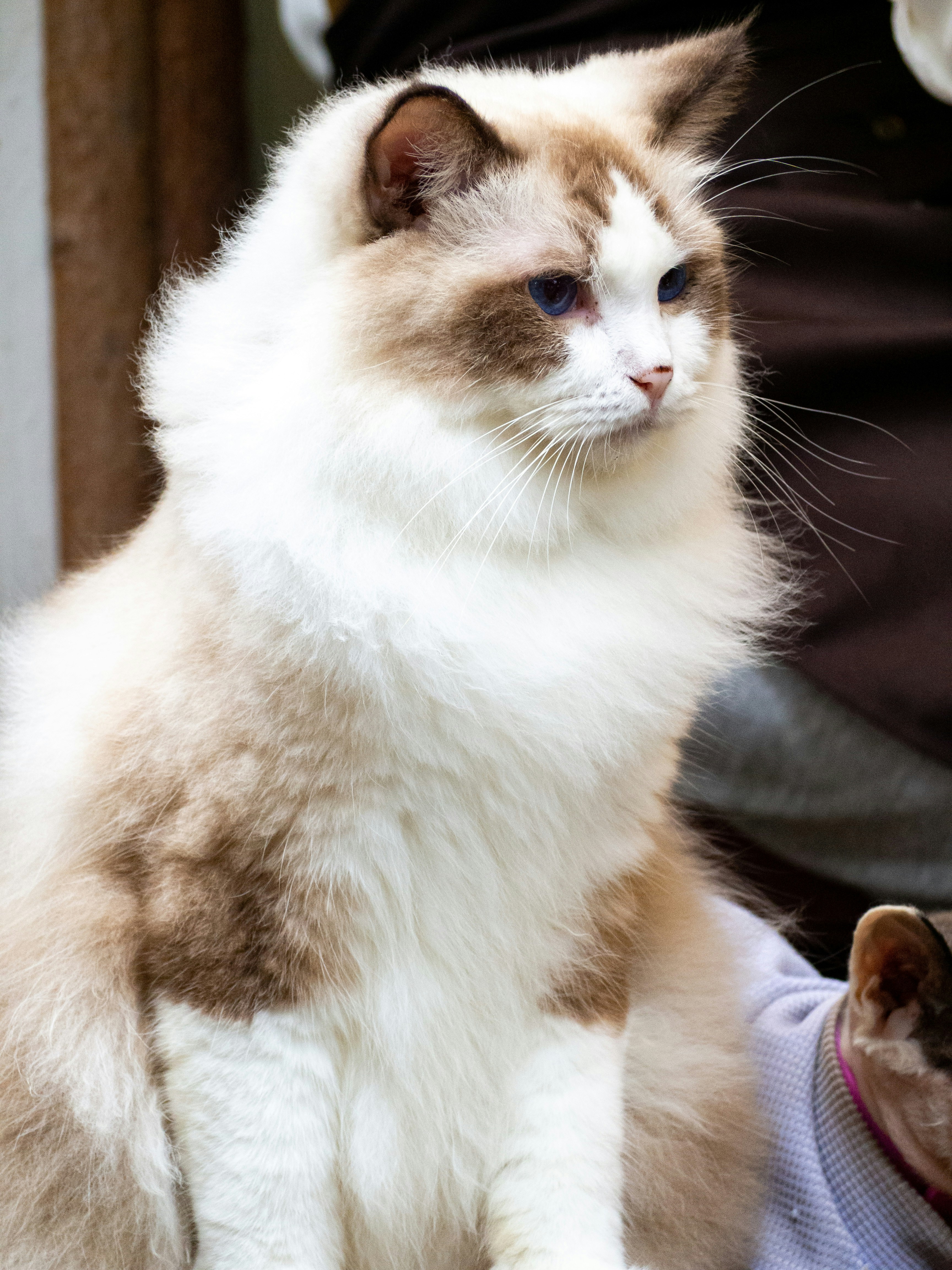 Ragamuffin: Big, Sweet, and Oh-So-Cuddly (image credits: unsplash)