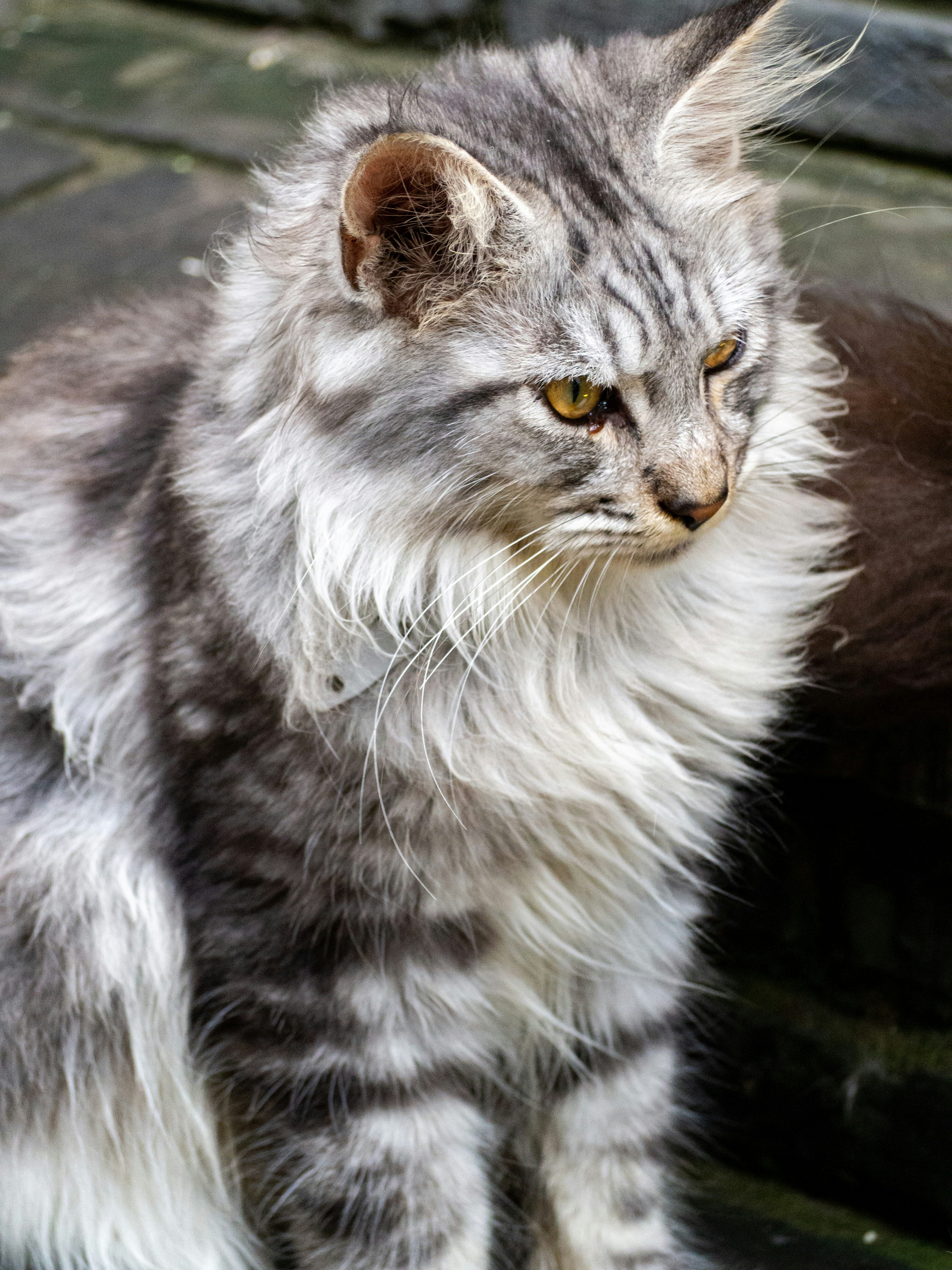 Photo by siriusharrison