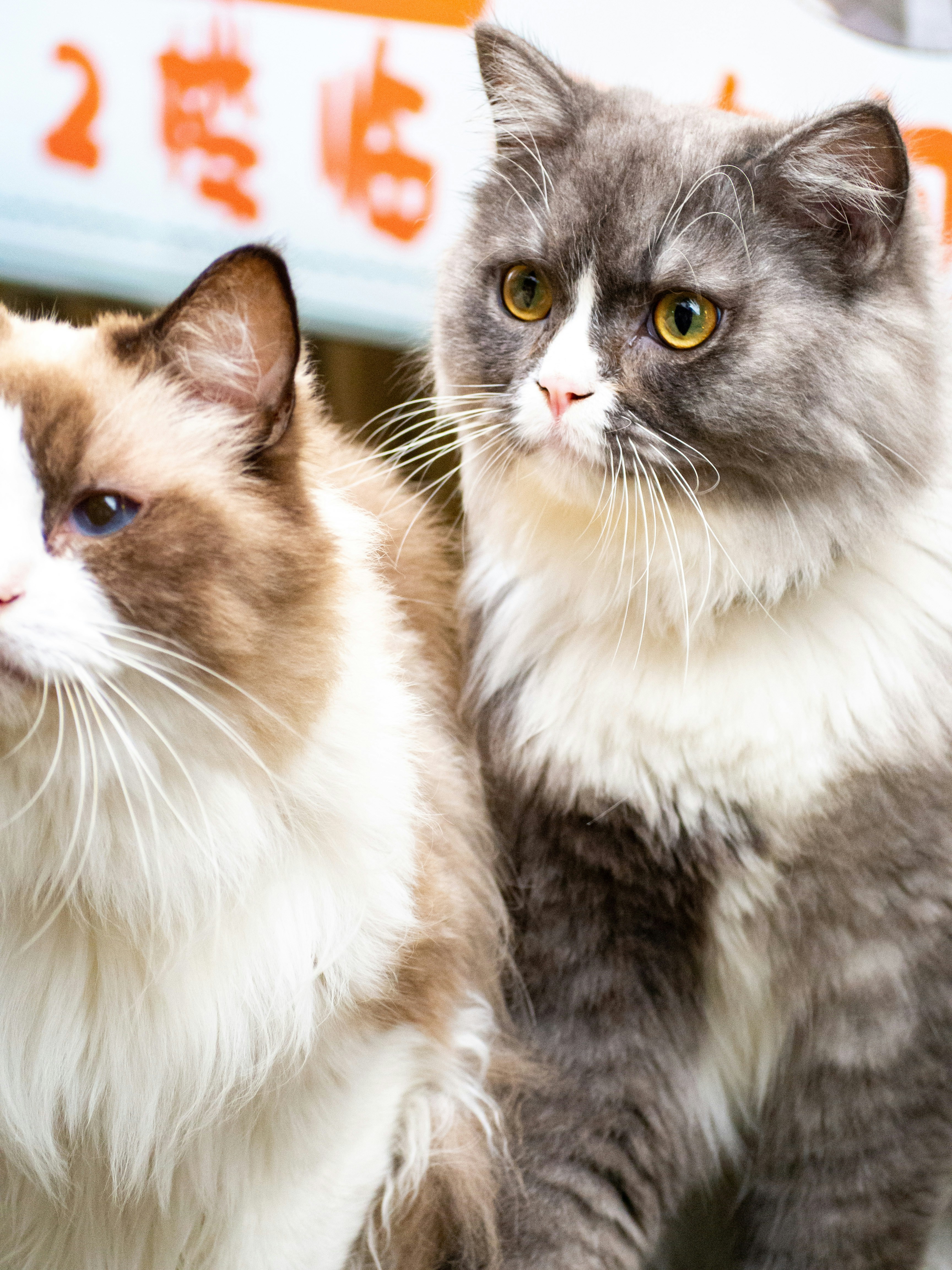 Ein Katzenpaar, das nebeneinander steht