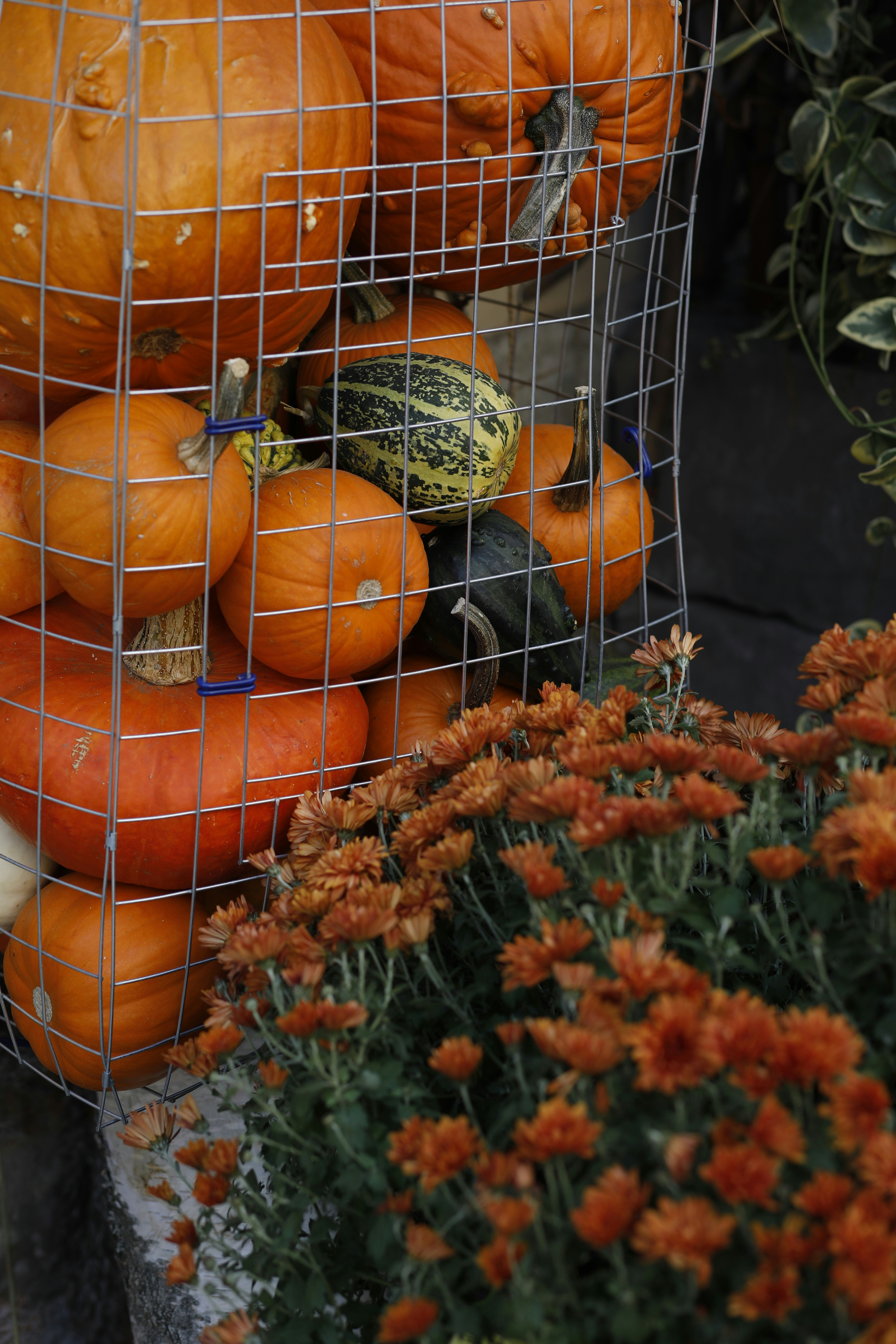 A bunch of pumpkins in a wire basket