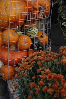 A bunch of pumpkins in a wire basket