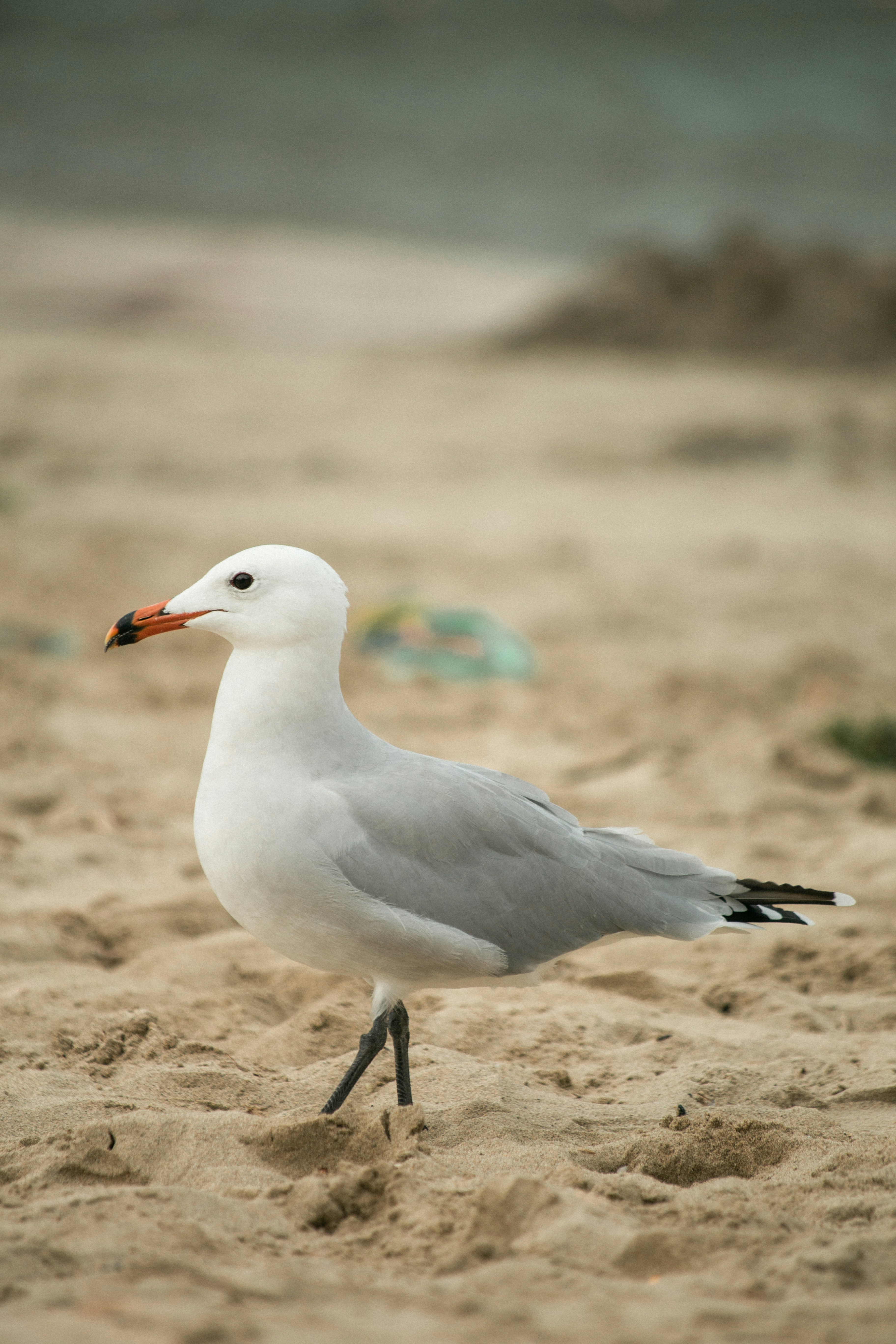 Photo by raymondpetrik