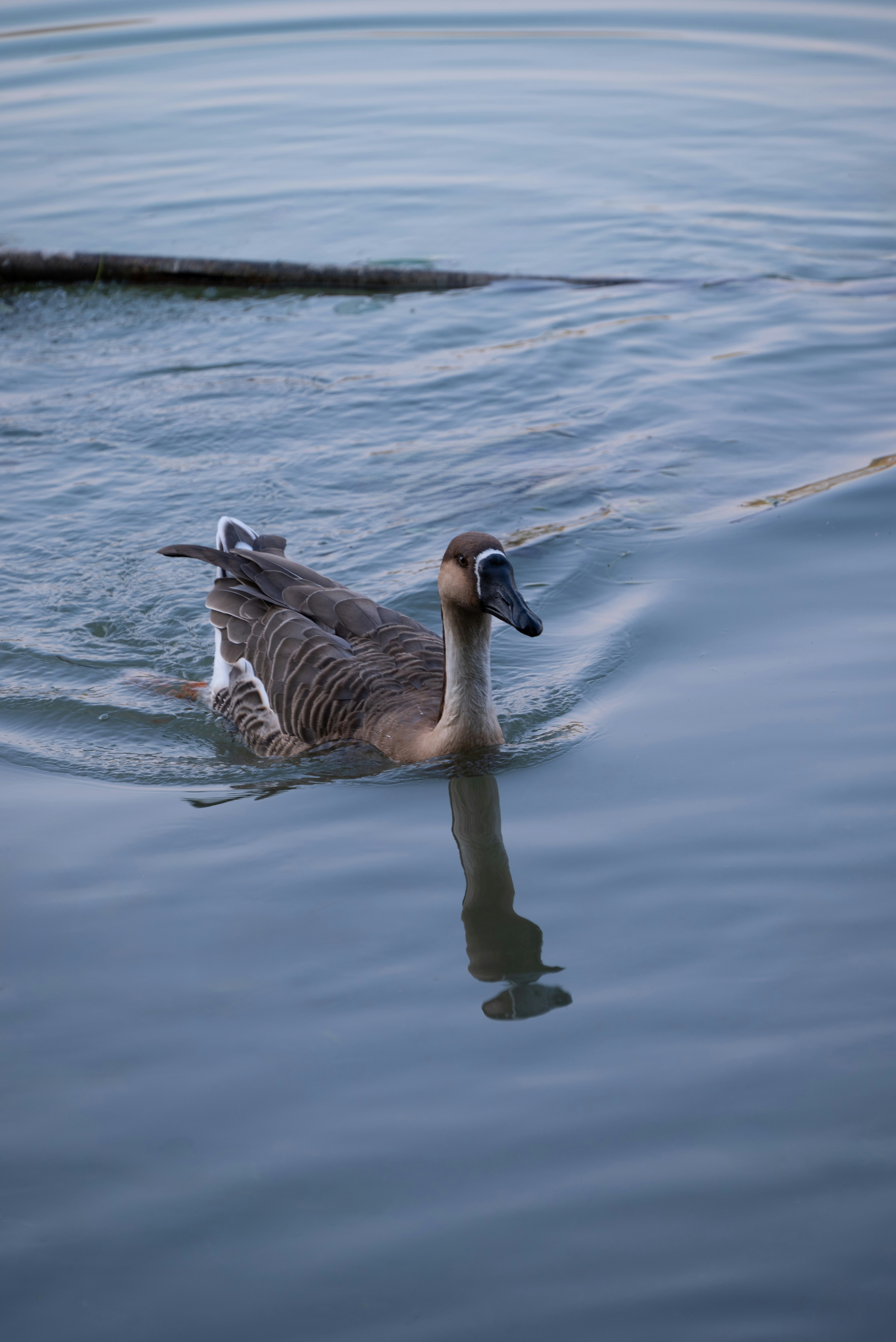 Photo by nikol_royce