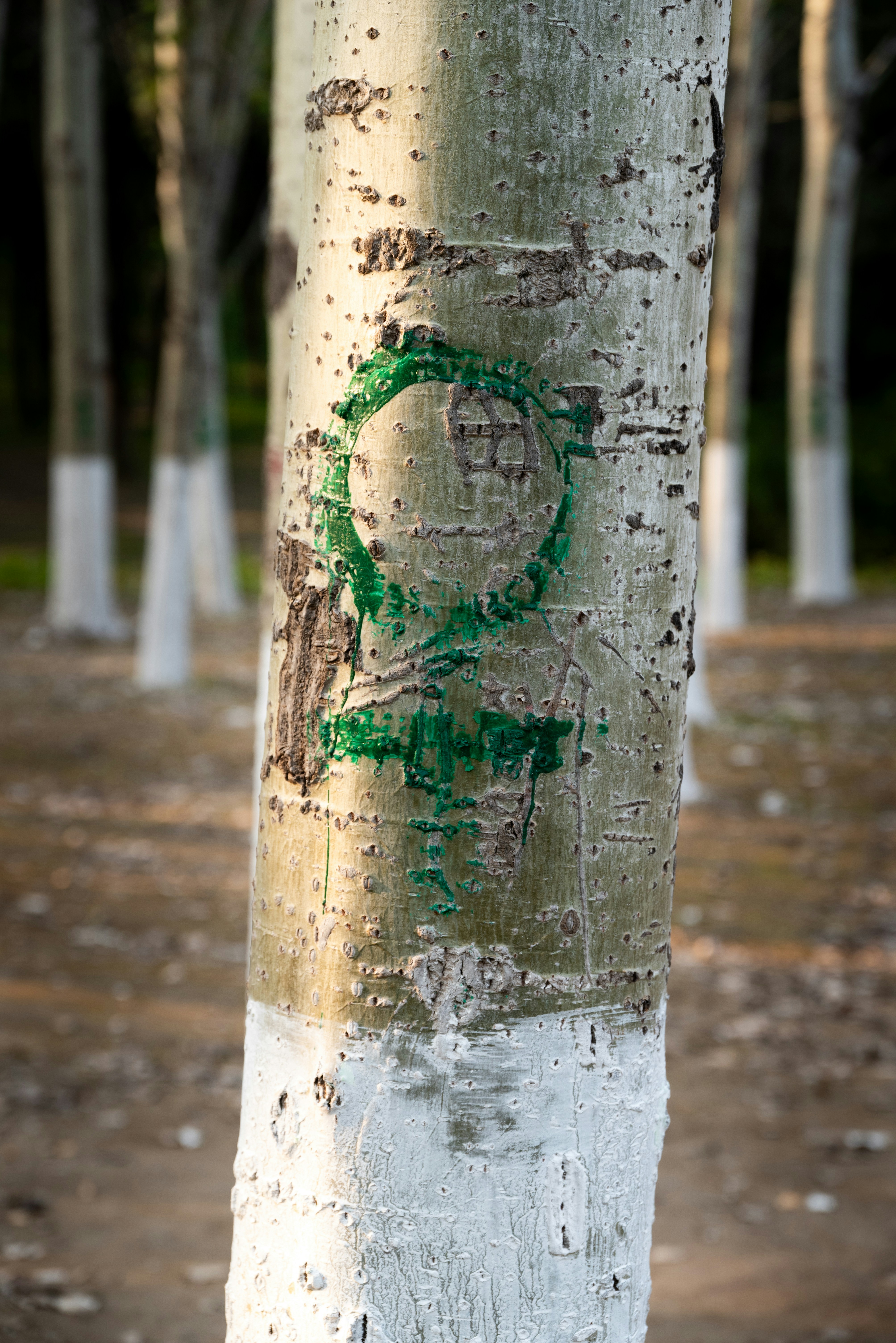 A tree with graffiti on it in a forest