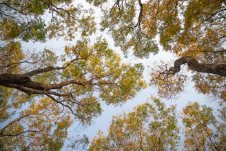 Looking up at the tops of trees in a forest