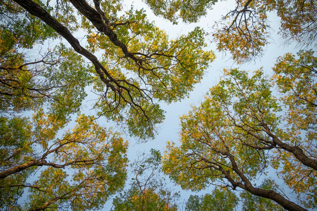 photo by ran liwen (@nikol_royce) on unsplash