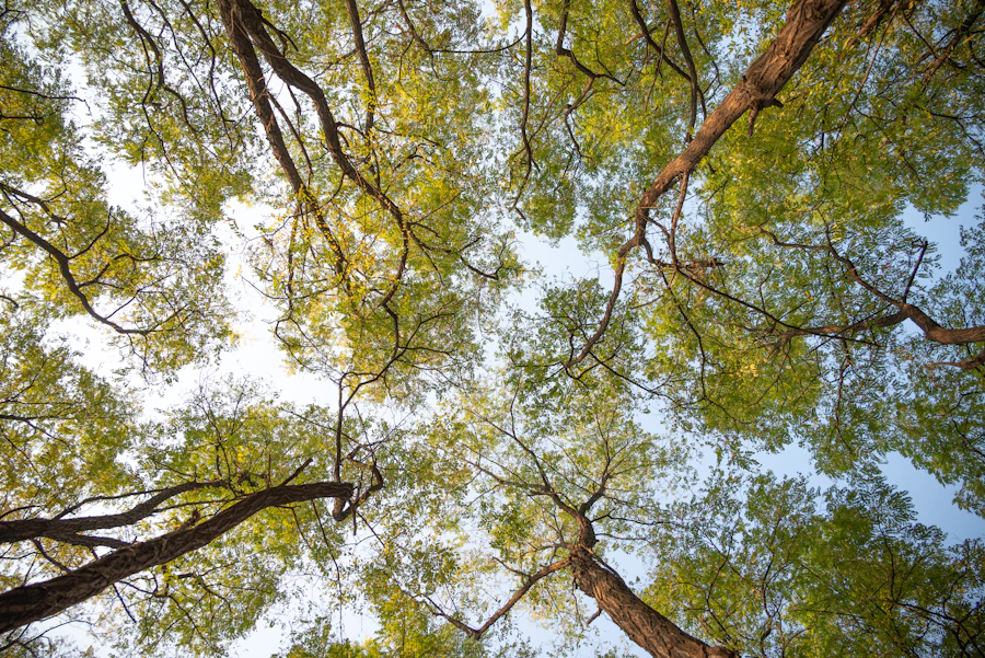 Sunlight filtering through the forest canopy at Javali Farms