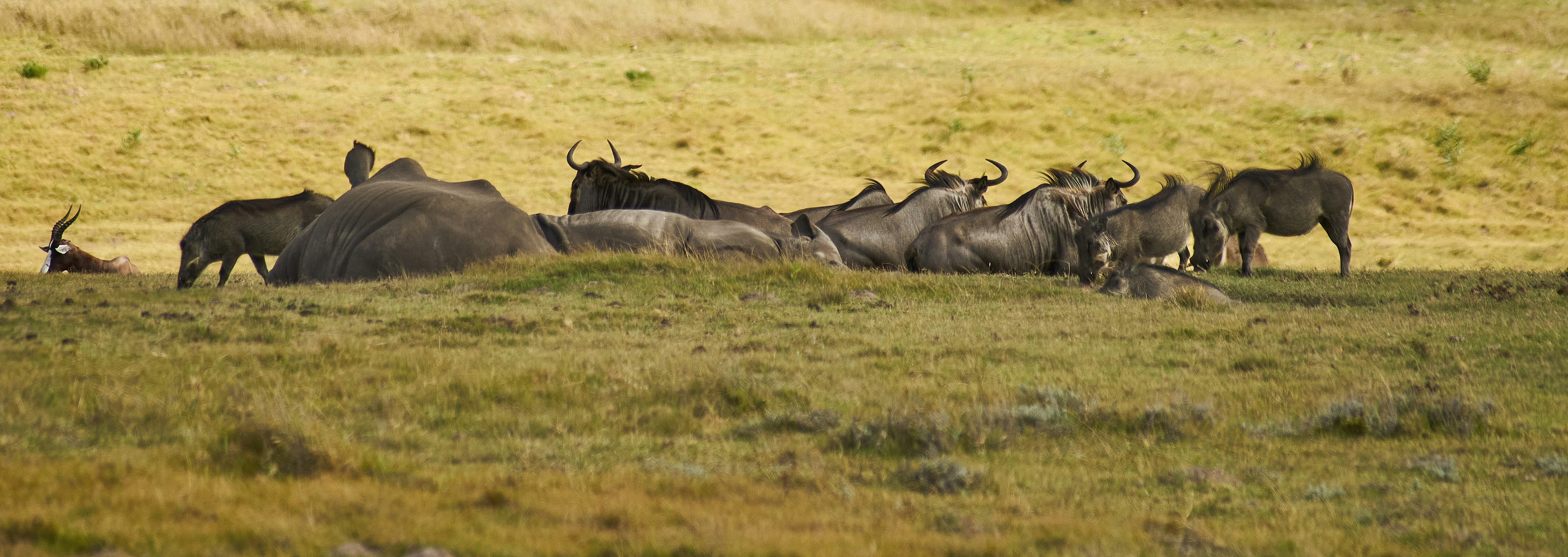 Photo by wolfgang_hasselmann