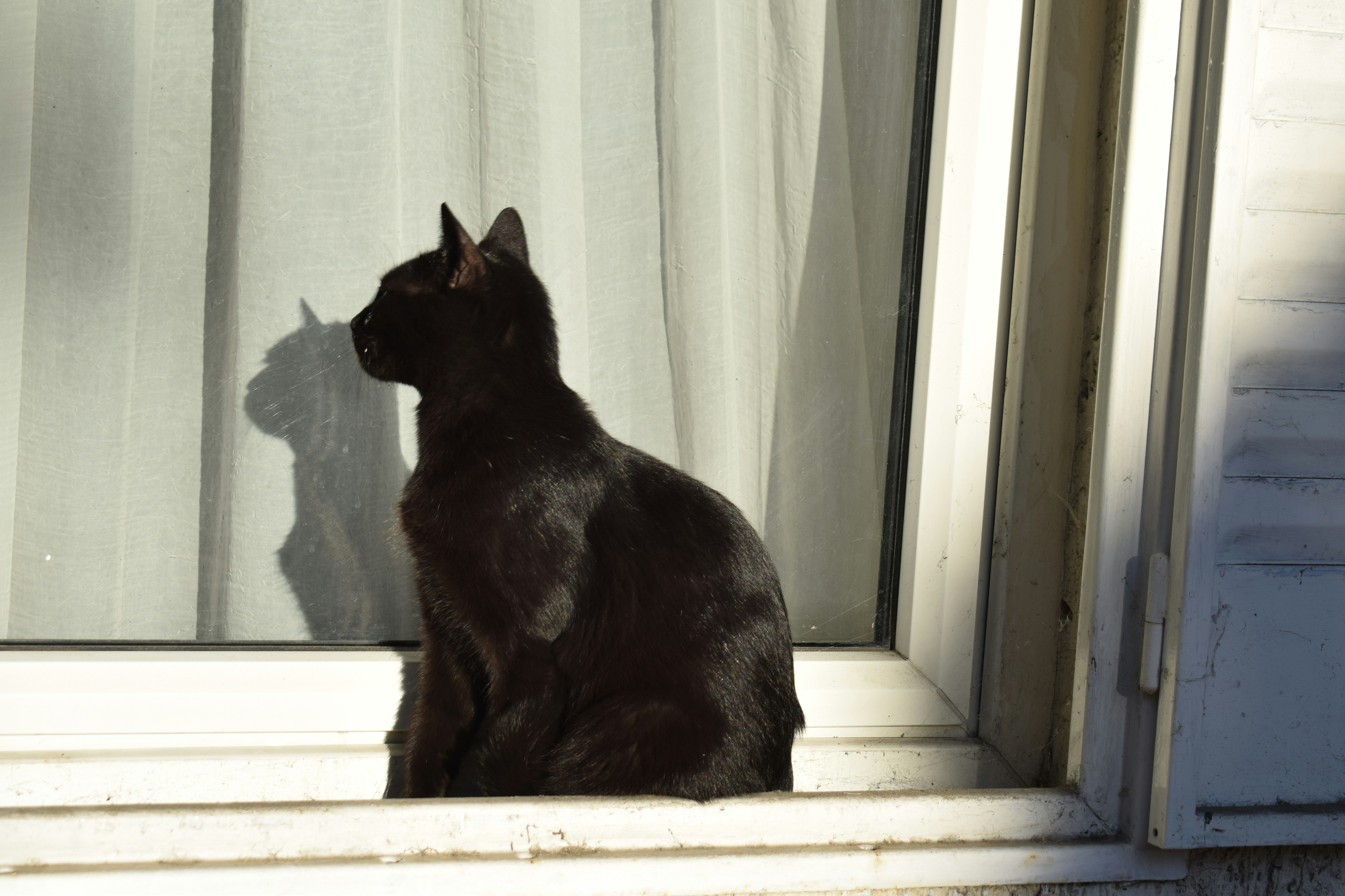 Cats Chasing Shadows Or Invisible Prey In A Home Setting