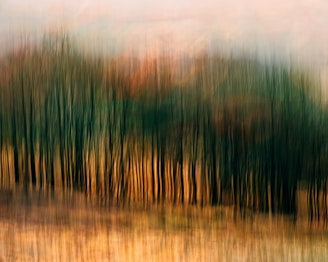 A blurry photo of a forest with trees in the background