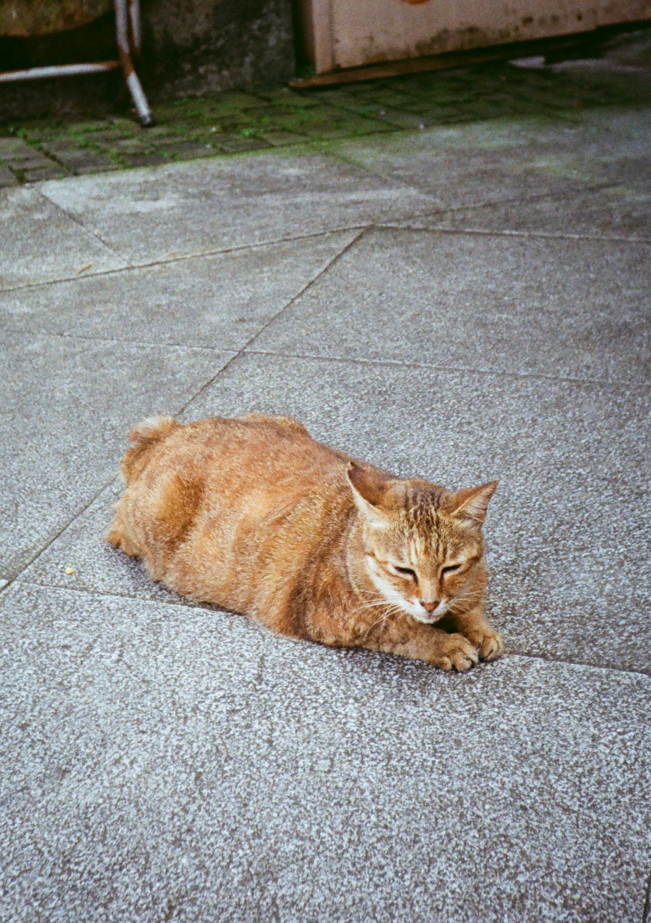 A cat laying on the ground next to a bicycle