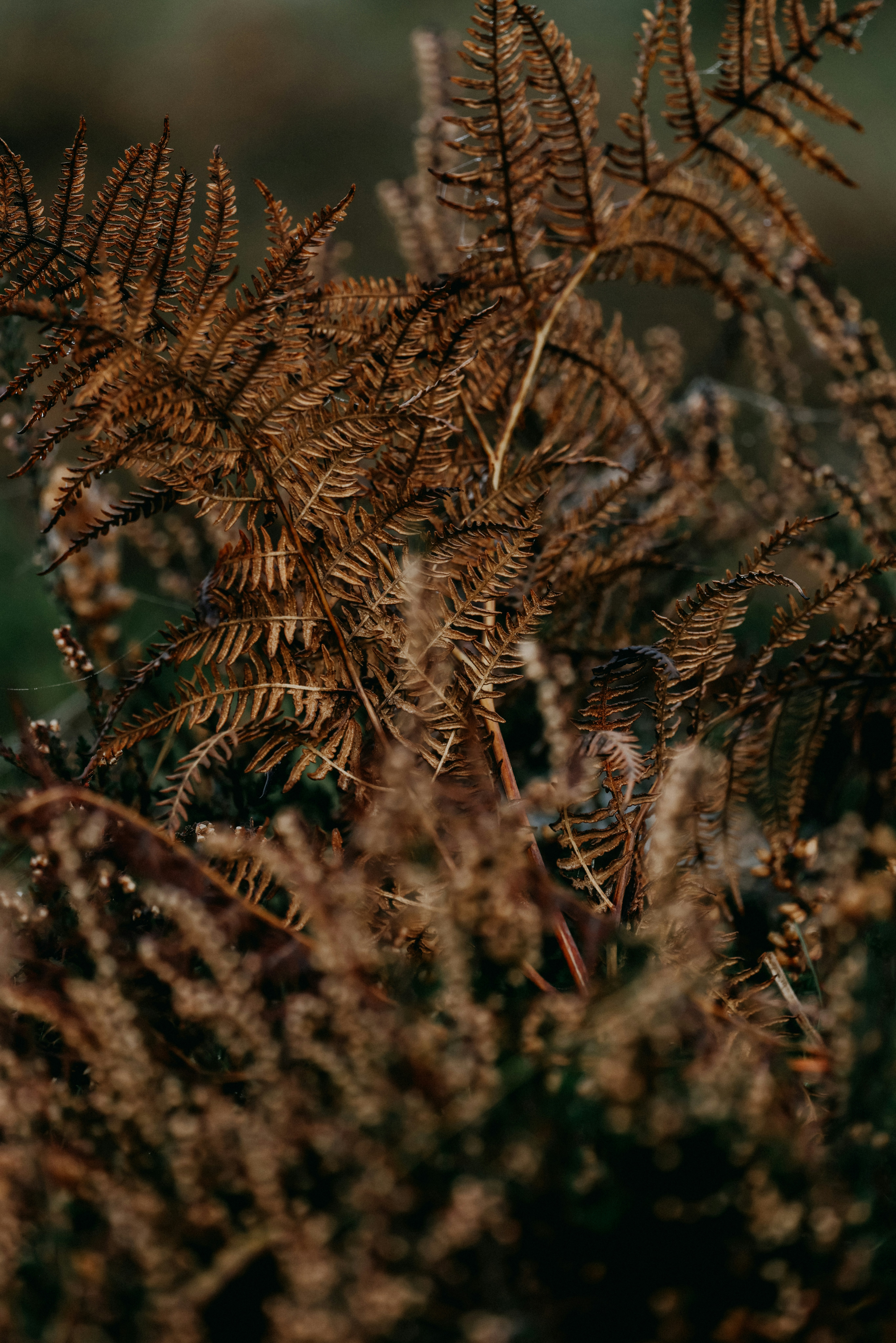 Photo by anniespratt