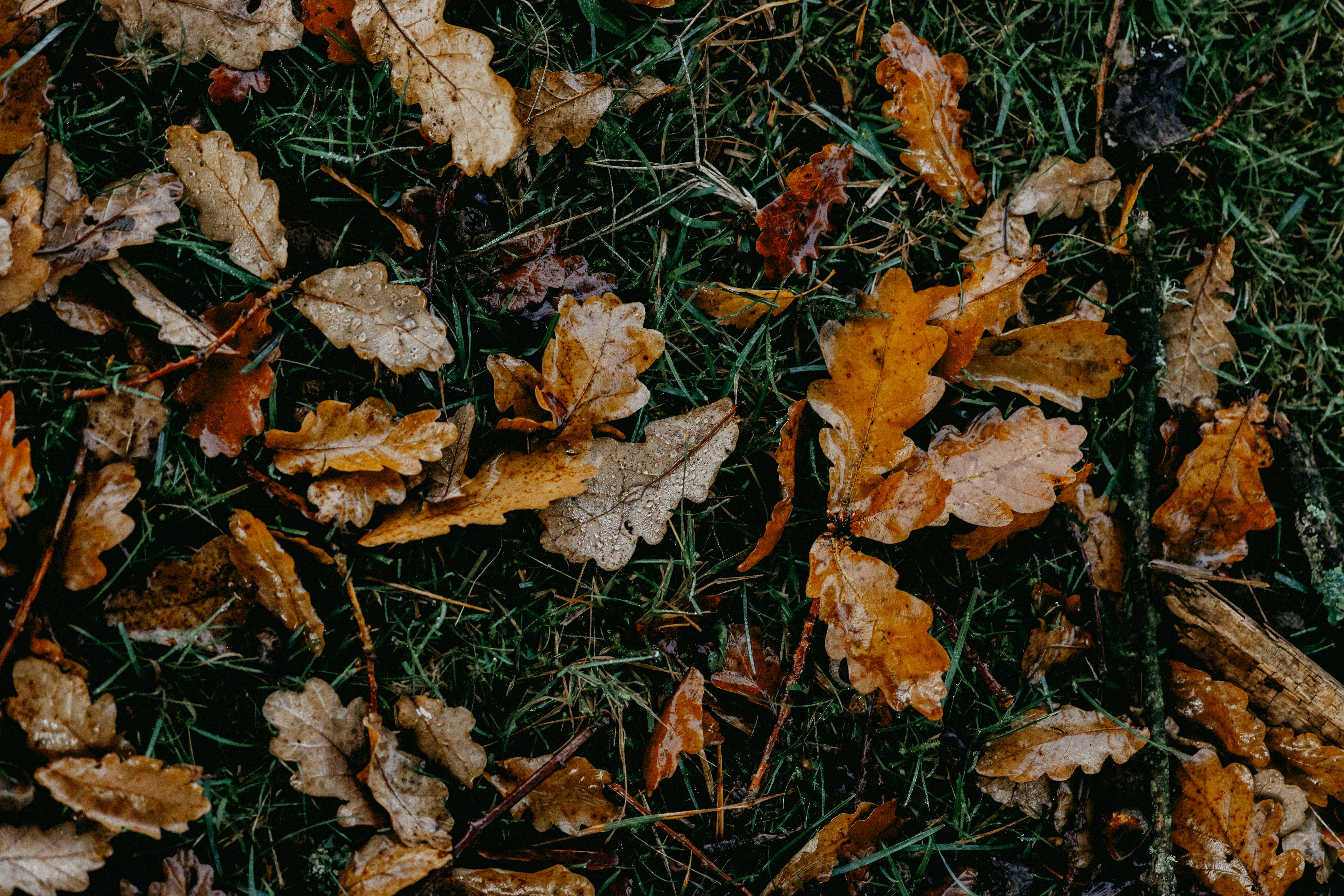 Photo by anniespratt