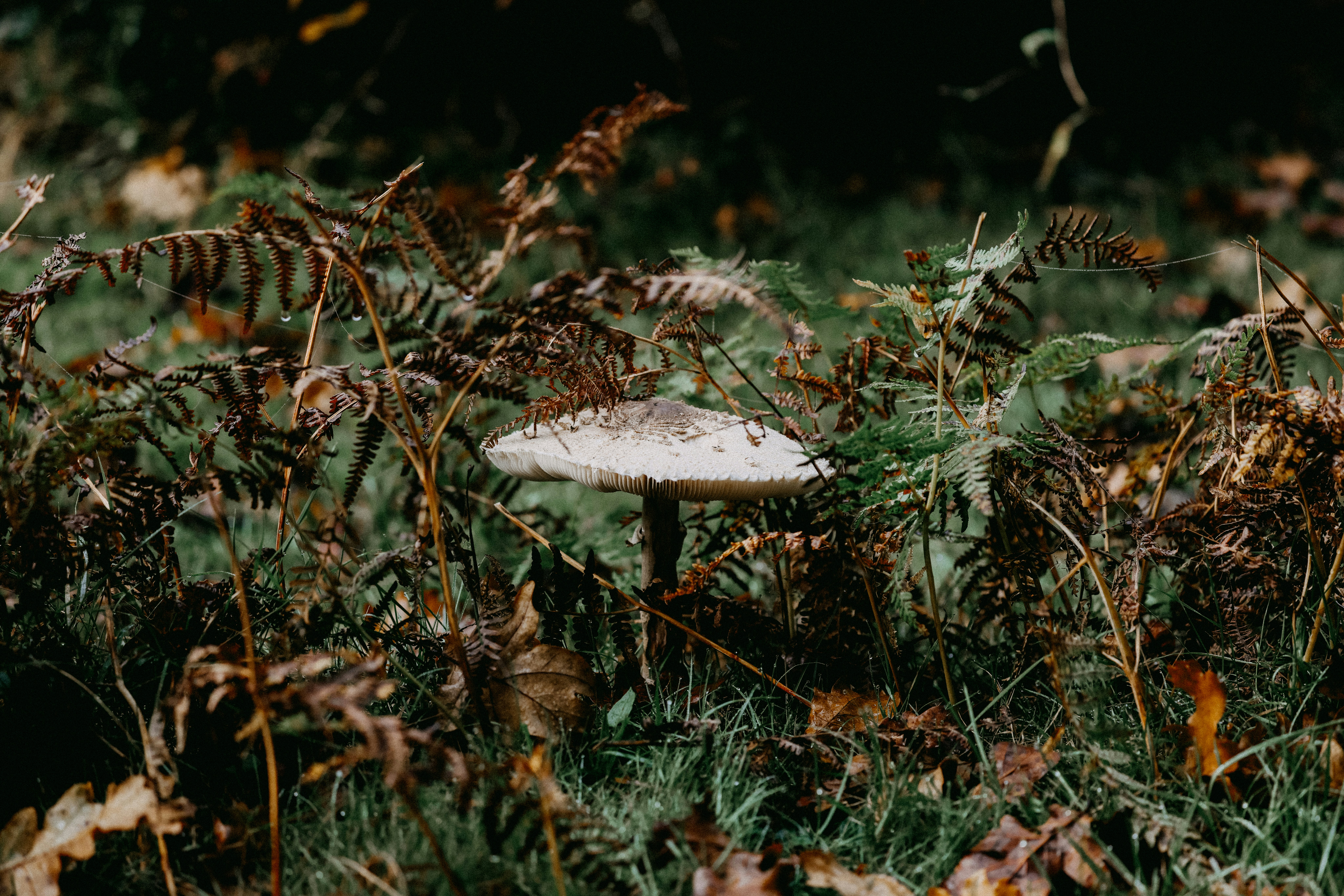 Photo by anniespratt