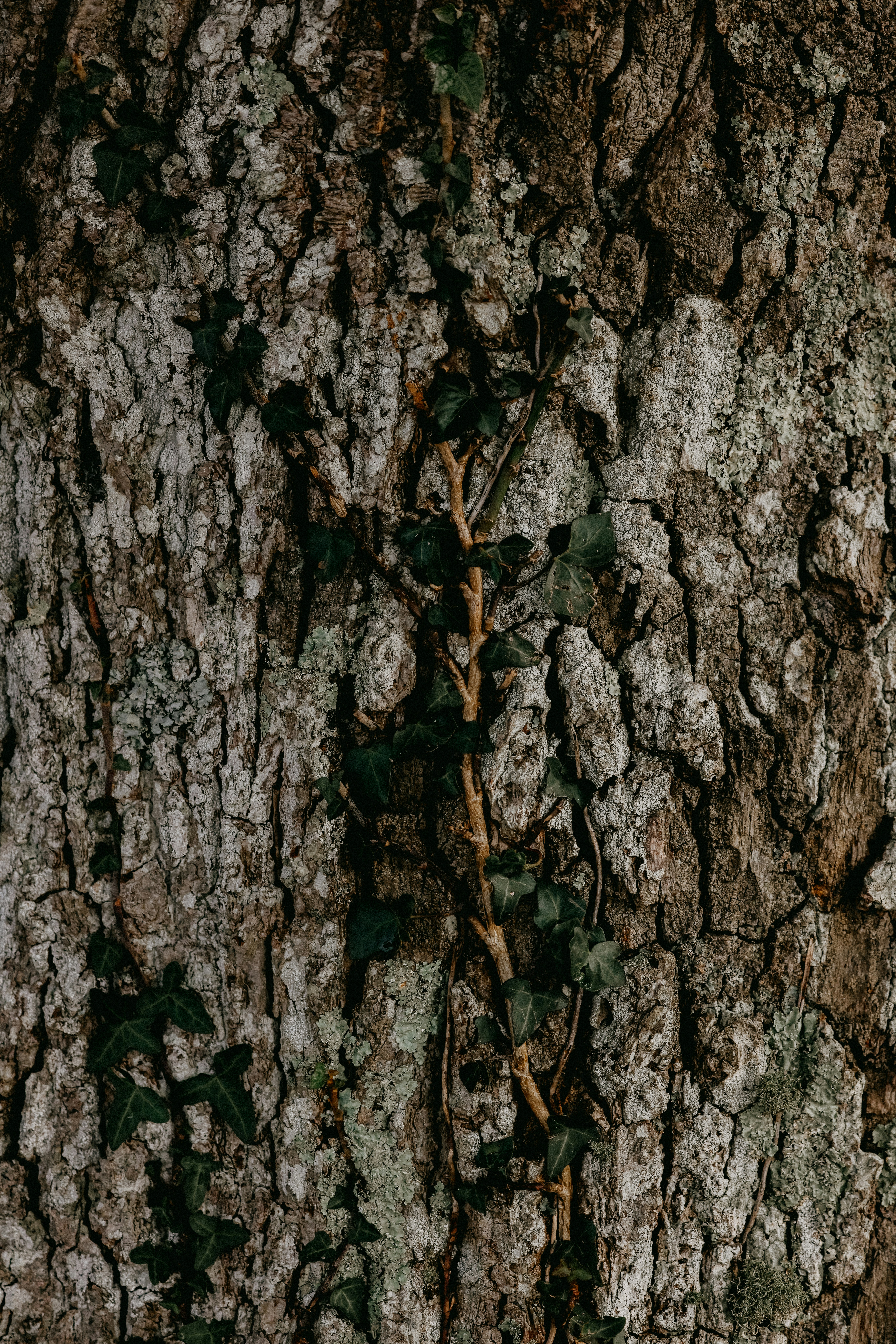 Photo by anniespratt